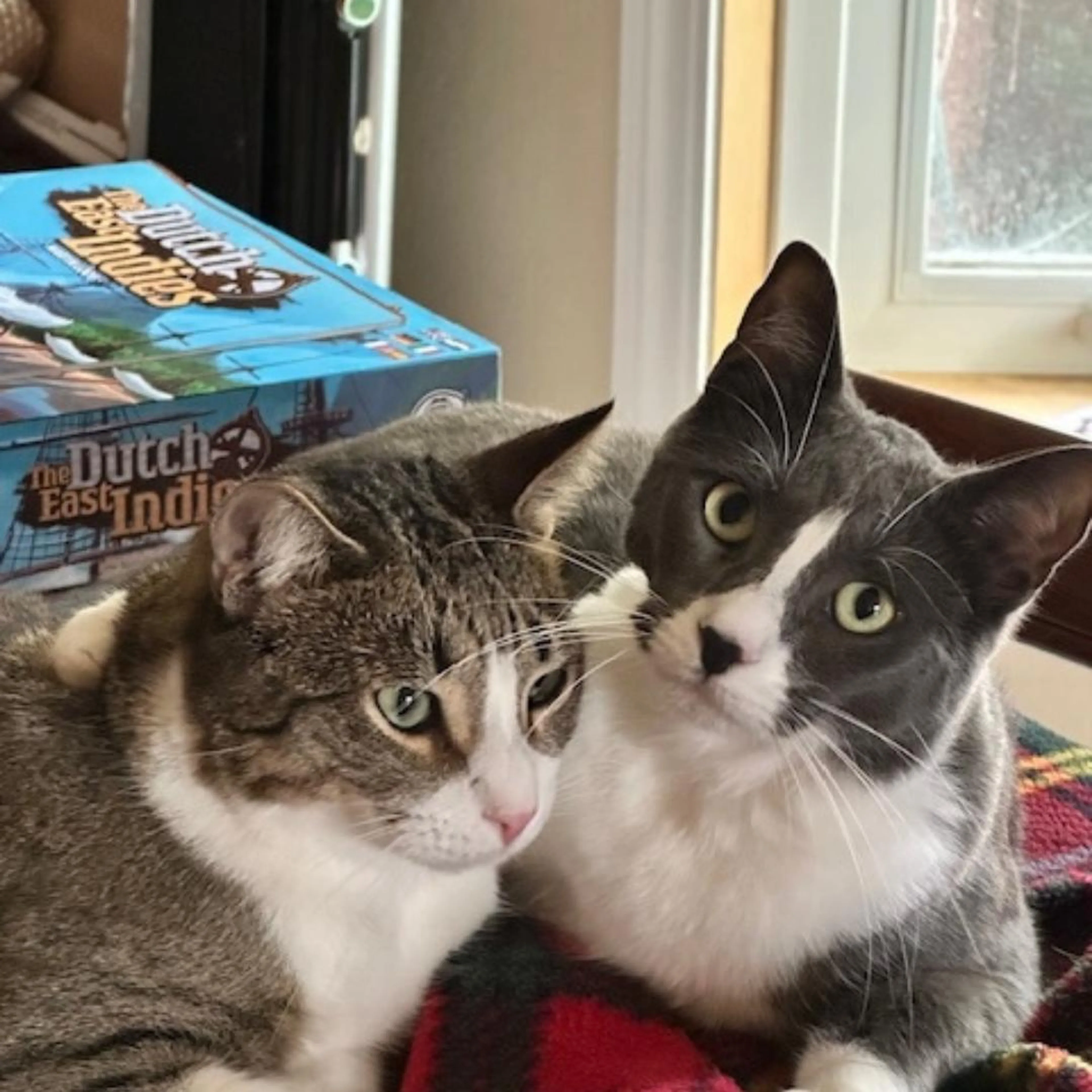 Found pet-4
