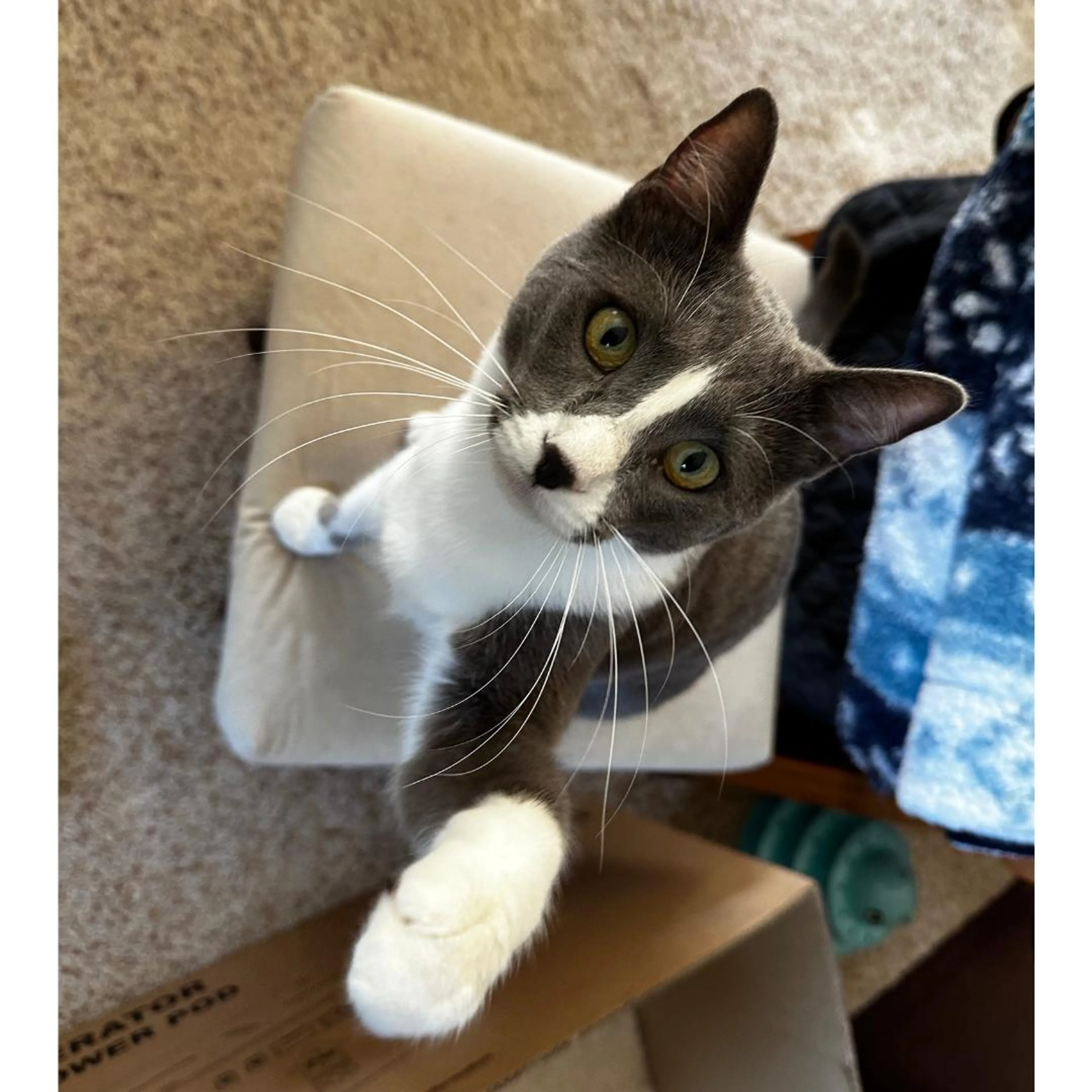 Found pet-0
