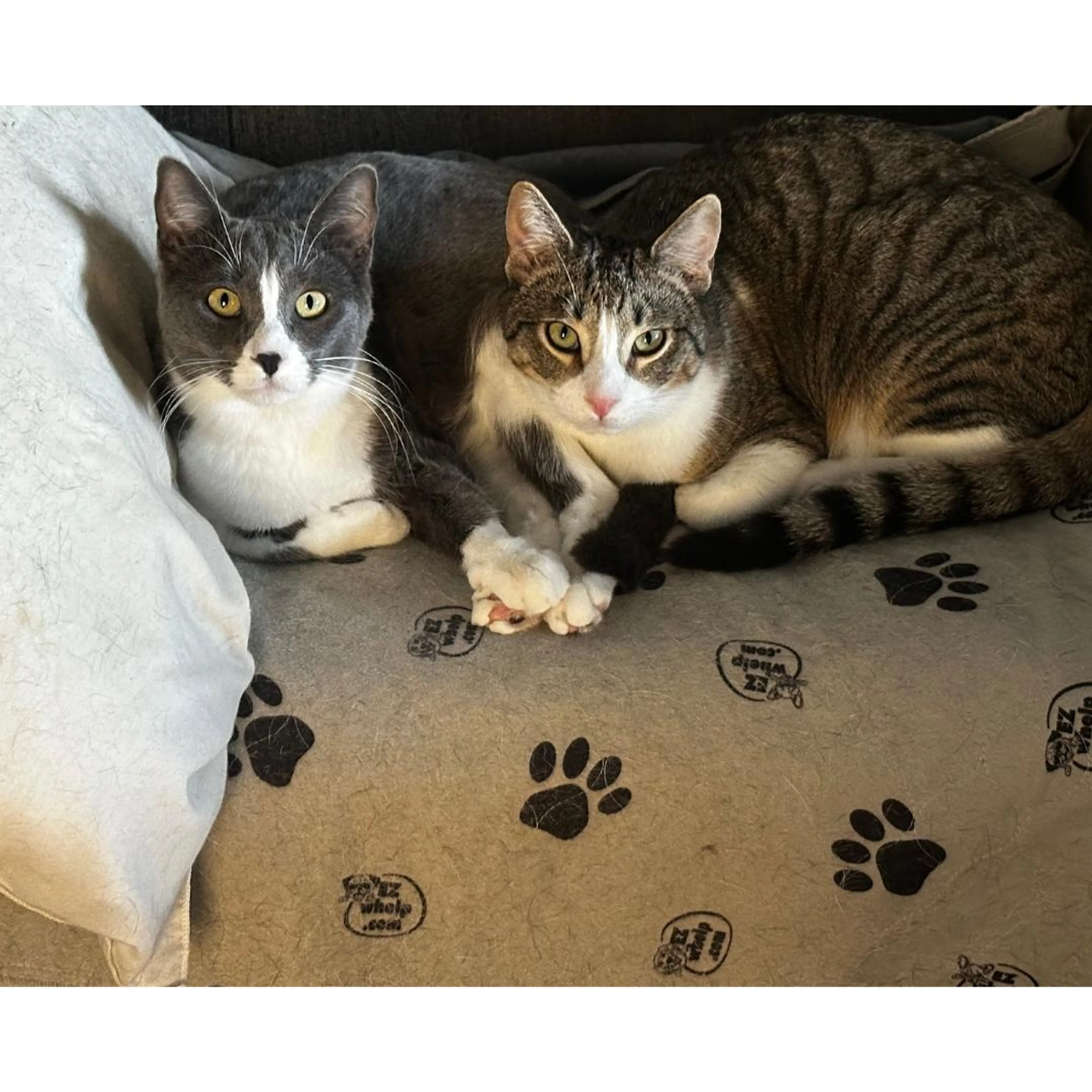 Found pet-1