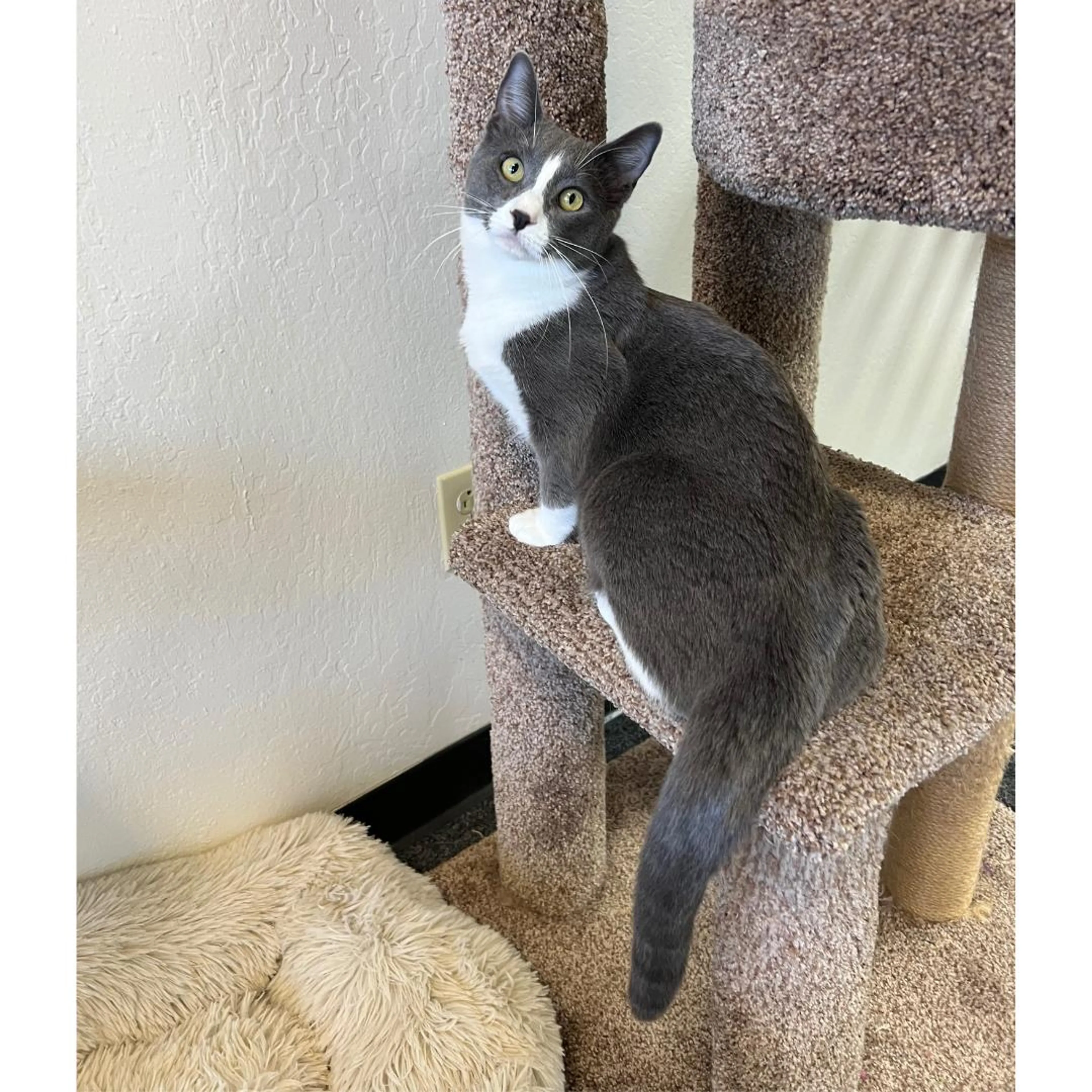 Found pet-3