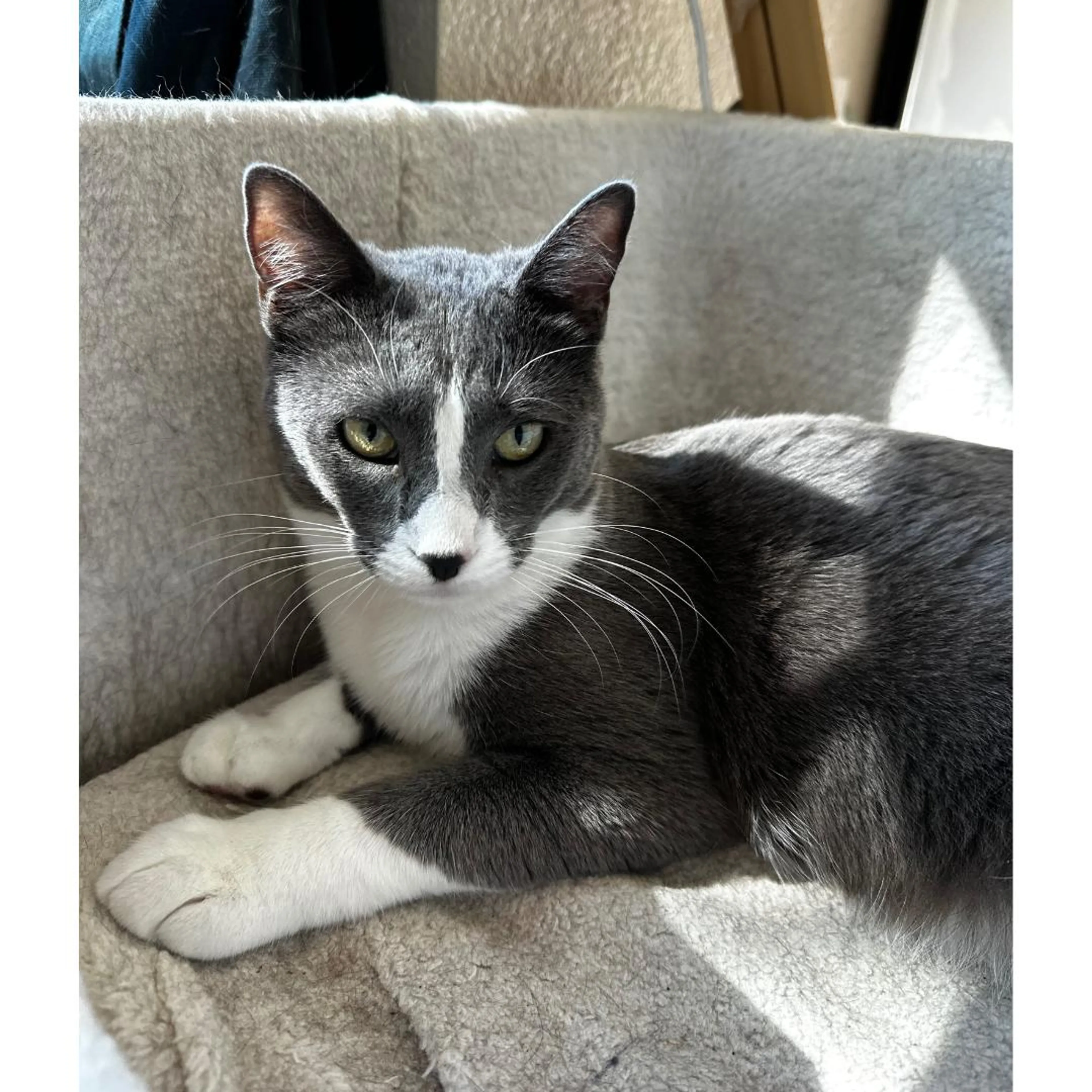 Found pet-2