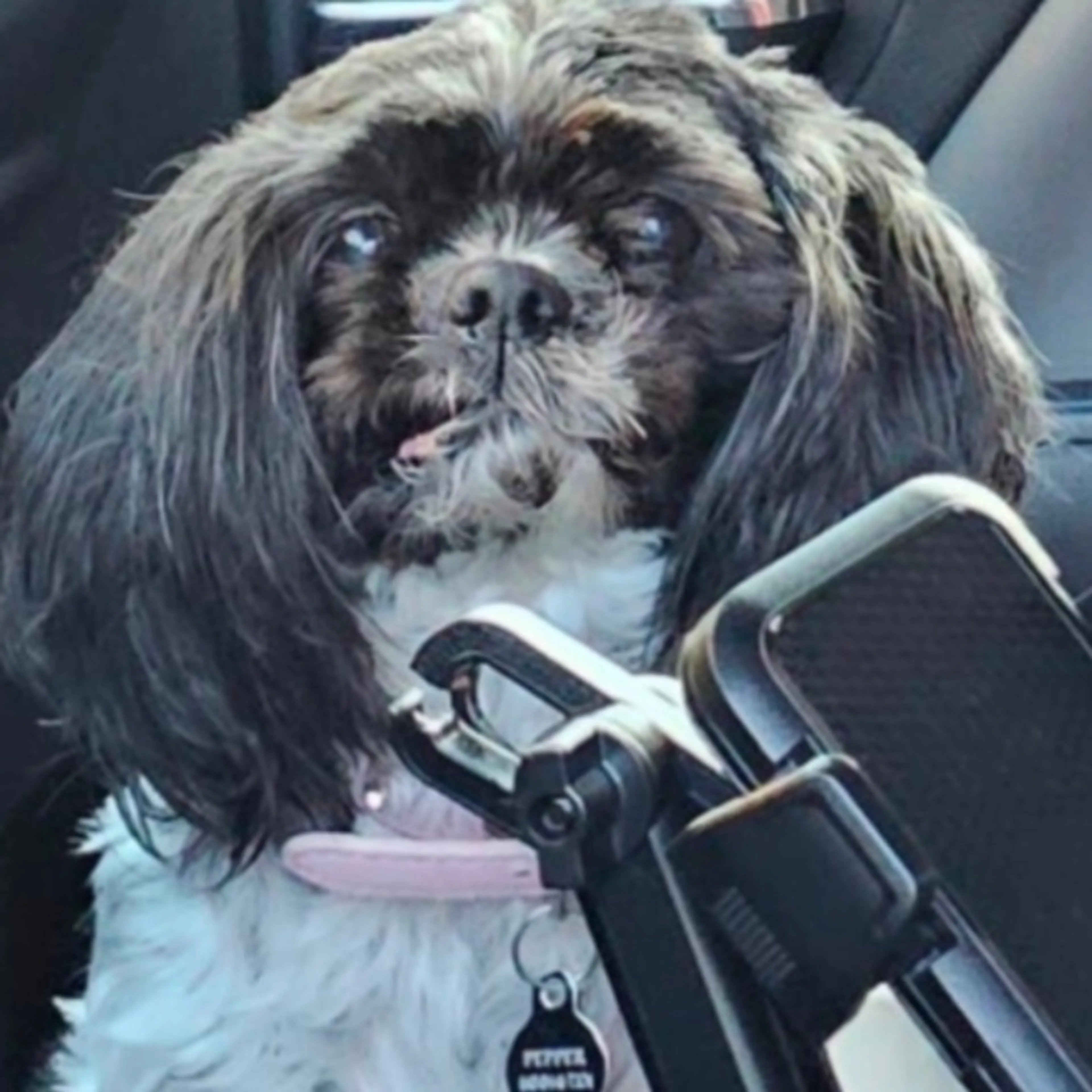 Lost pet