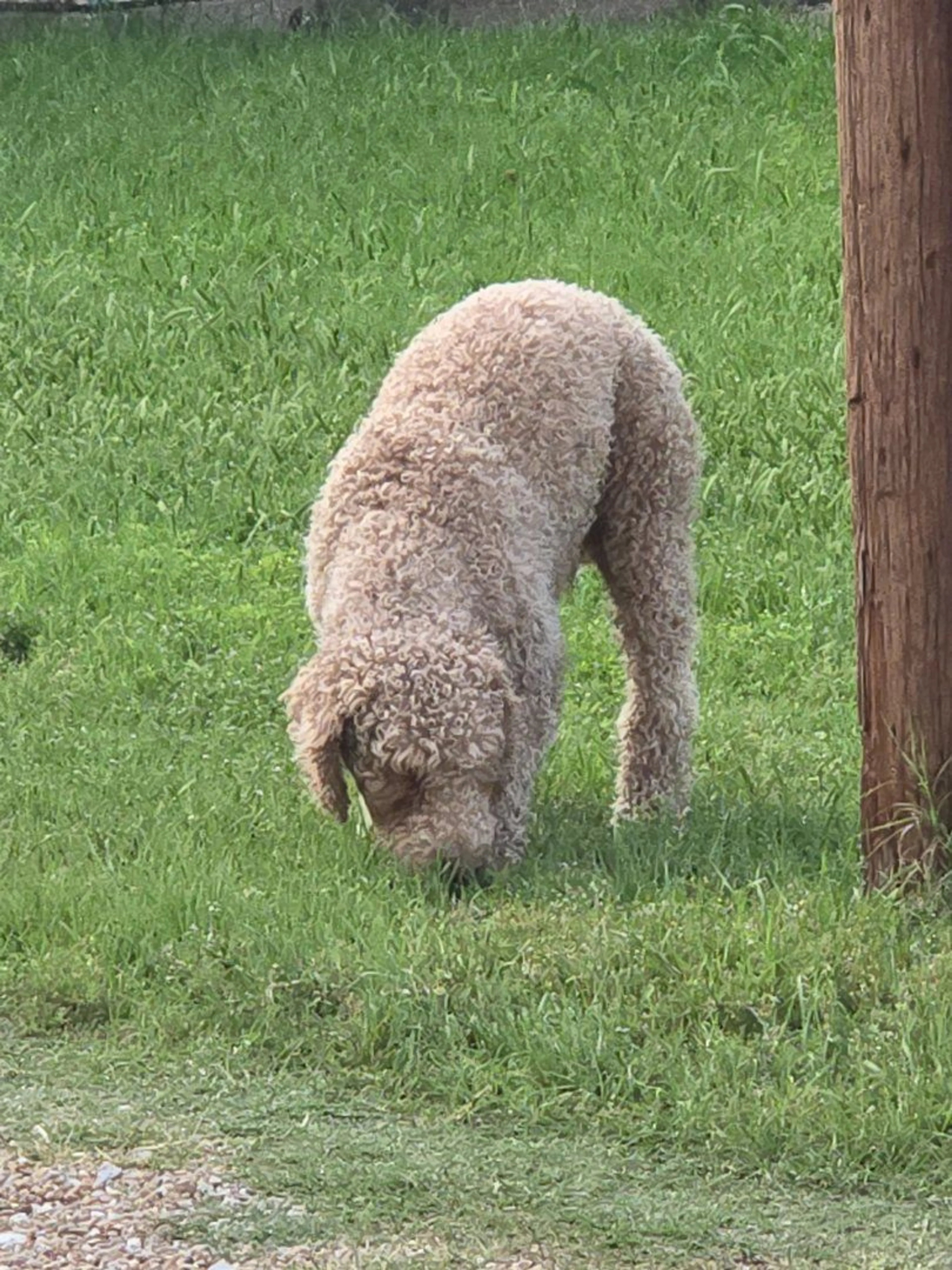 Lost pet