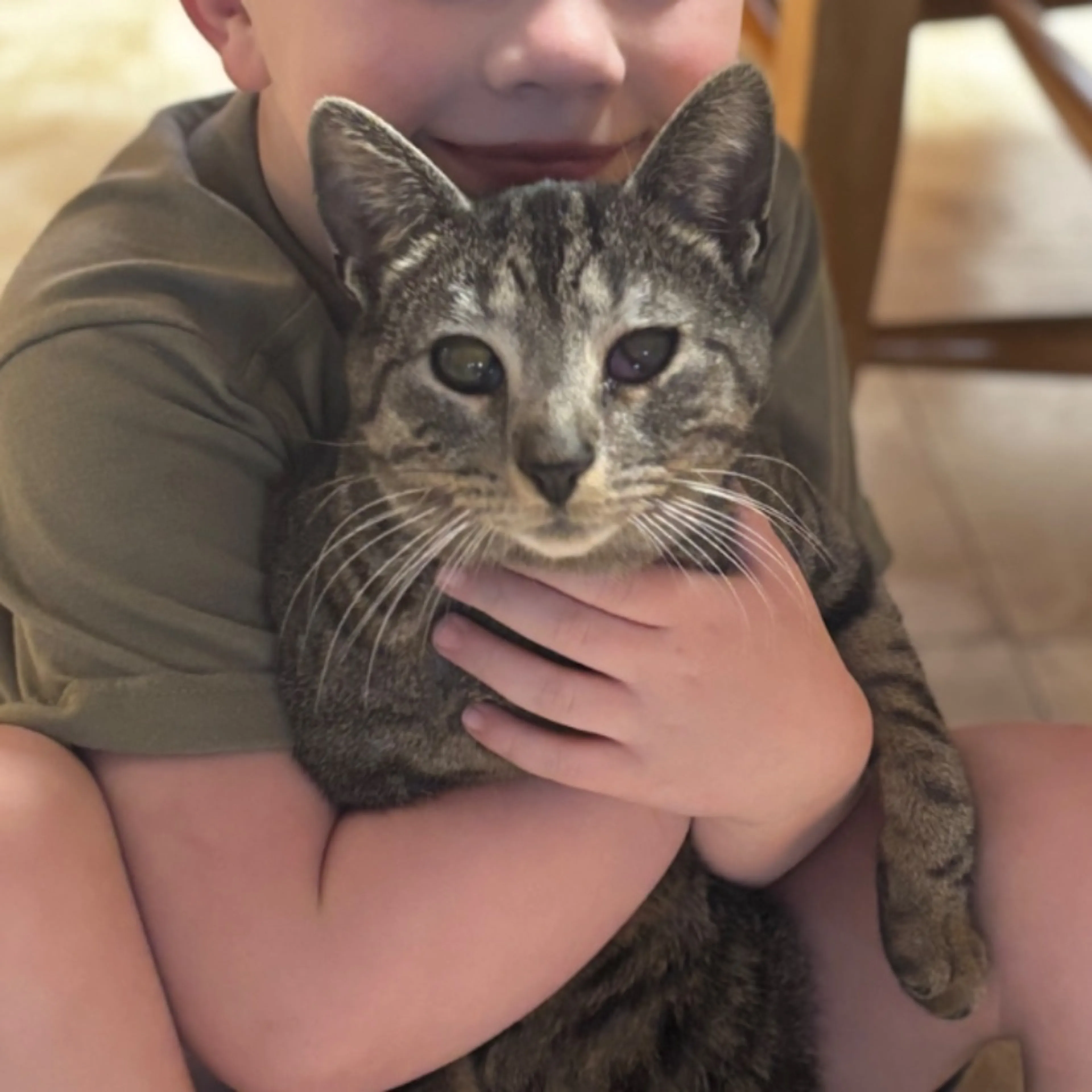 Lost pet