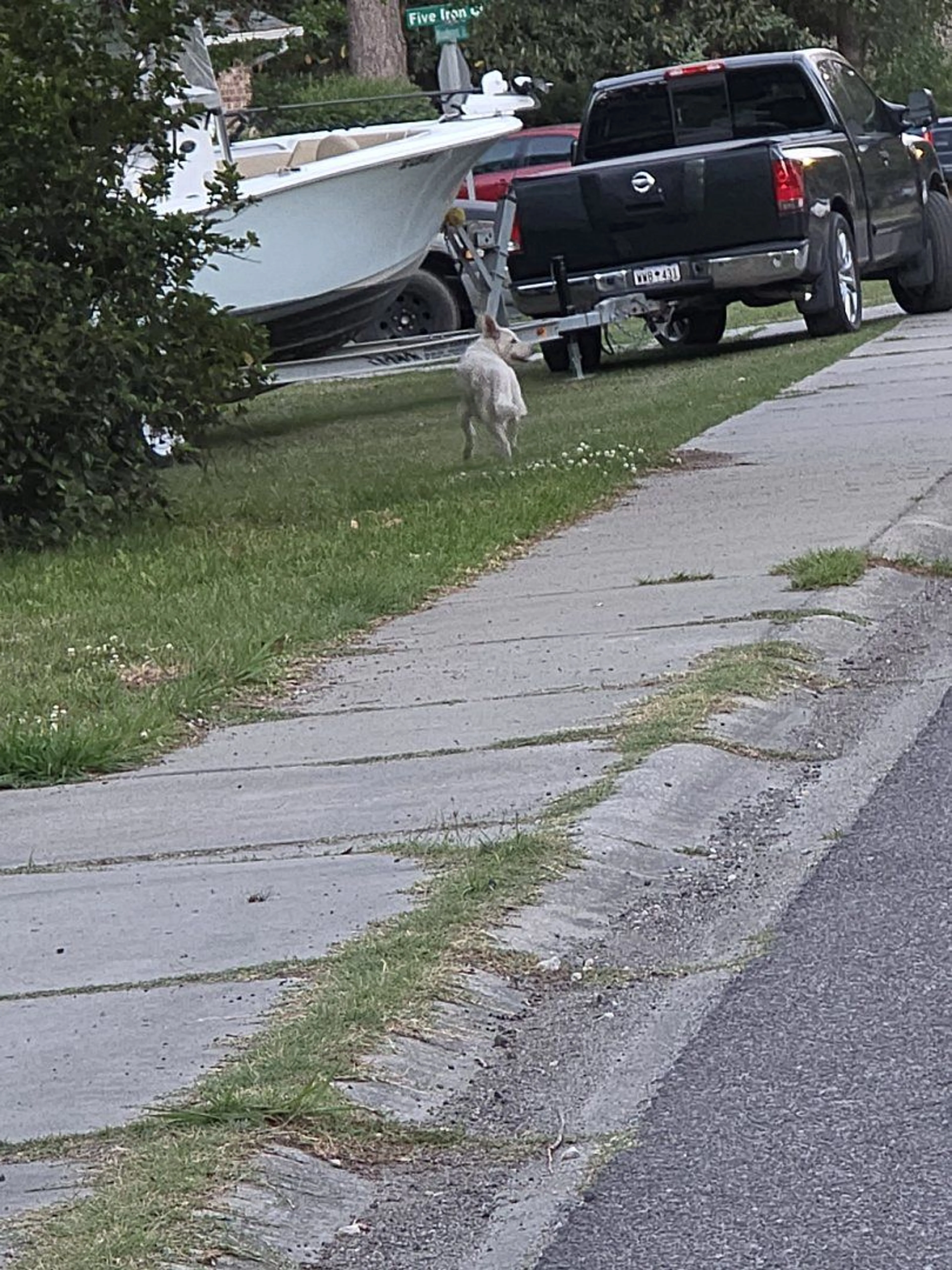 Lost pet-1