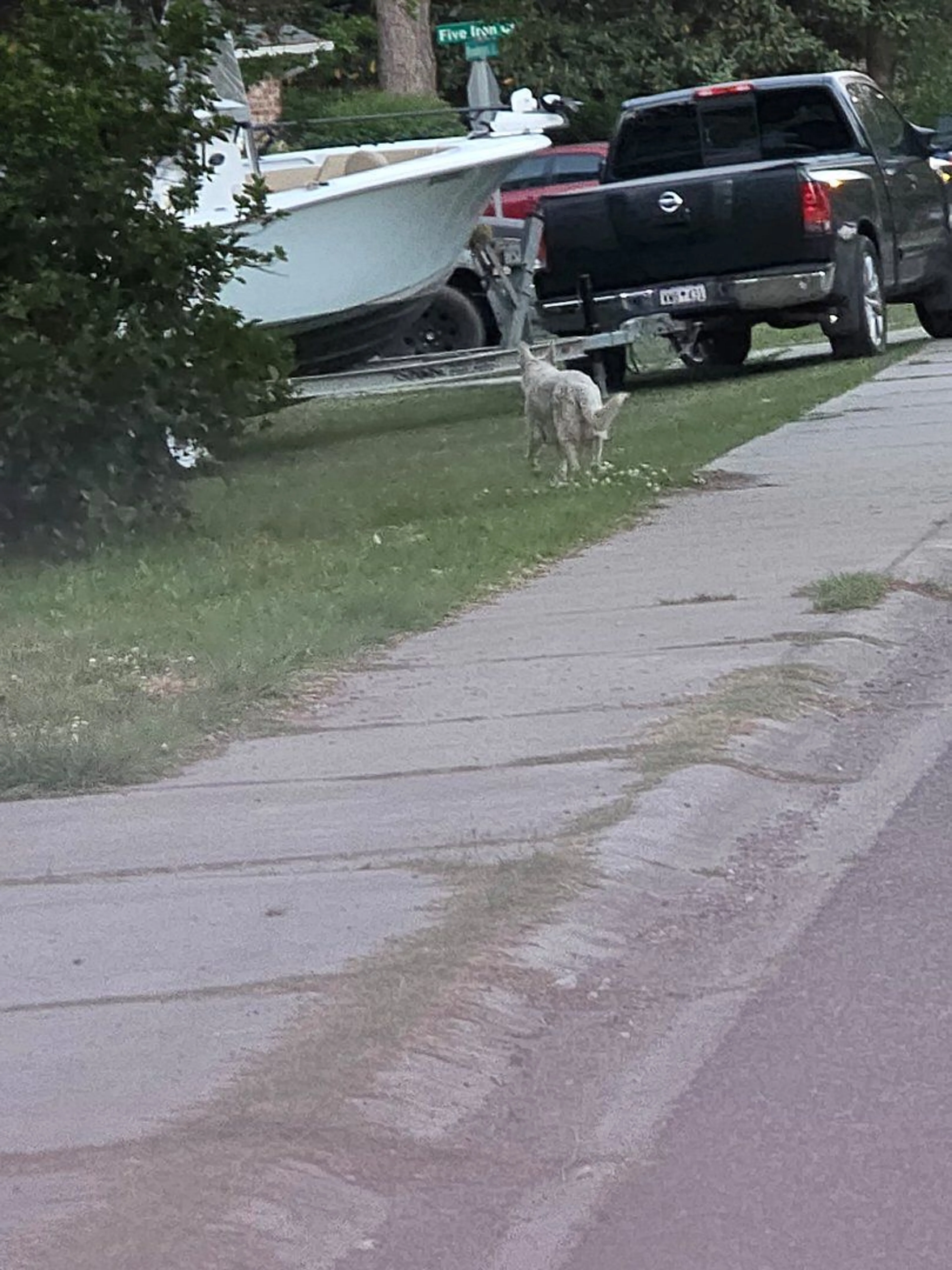 Lost pet-0