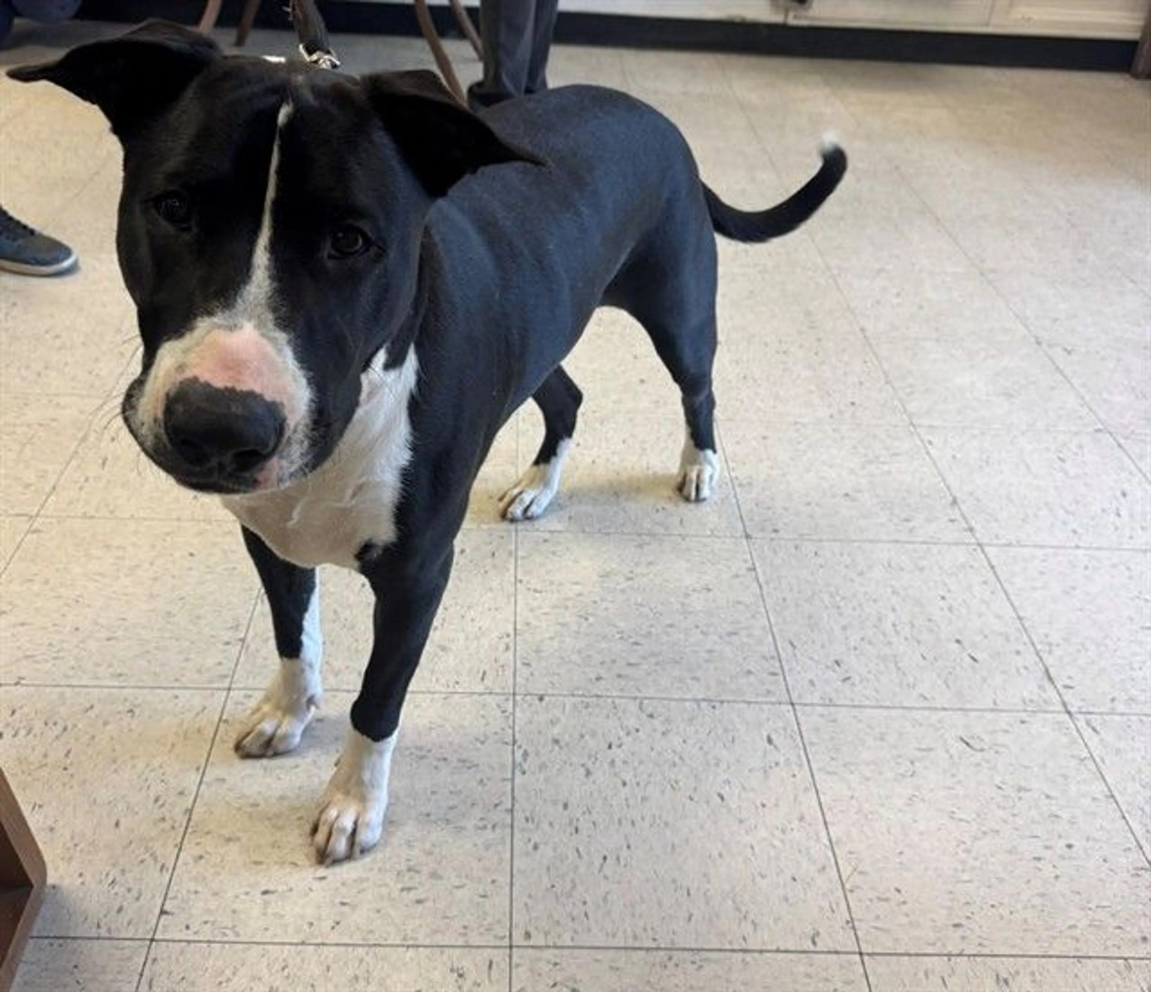 Found pet