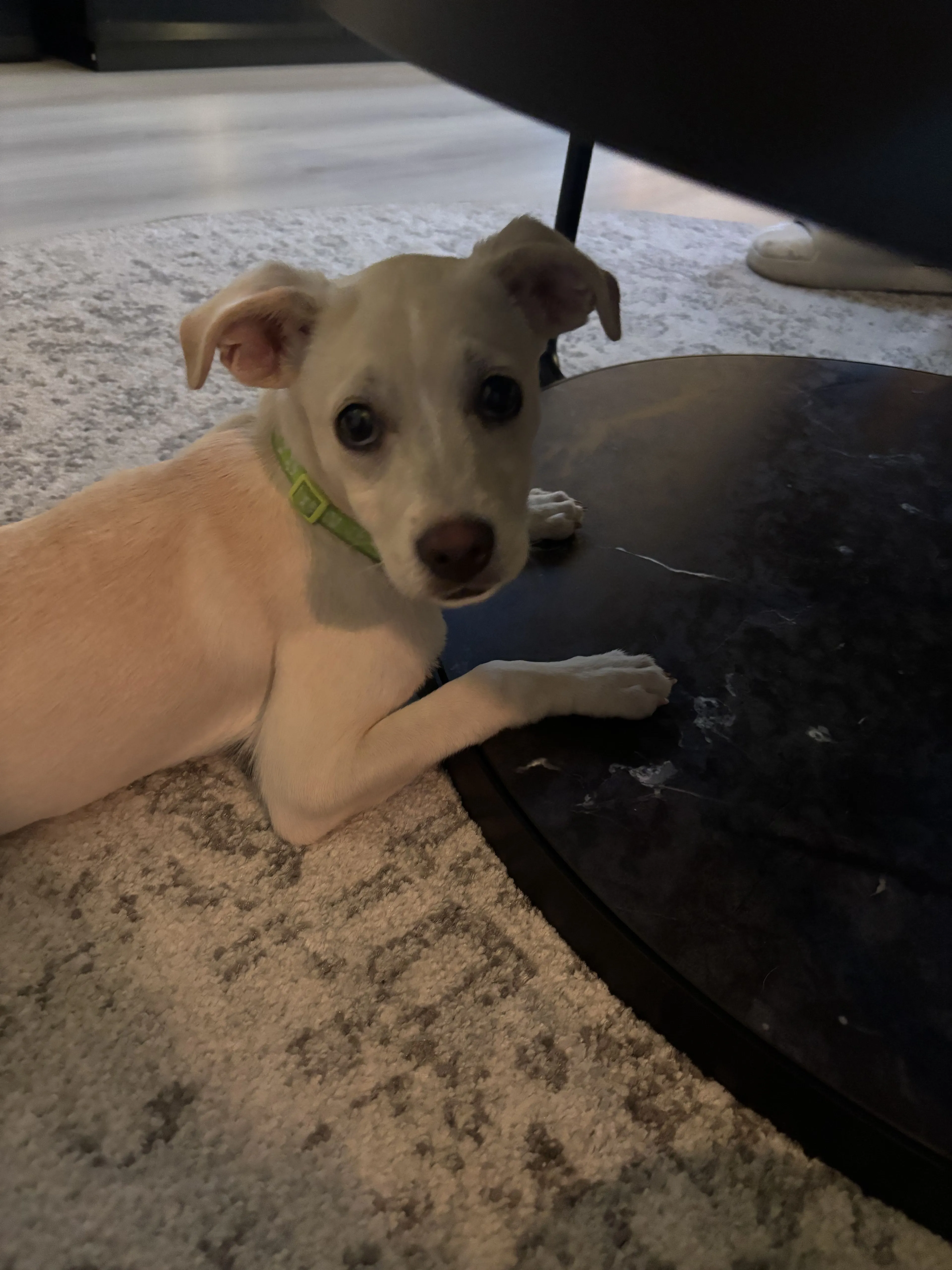Lost pet