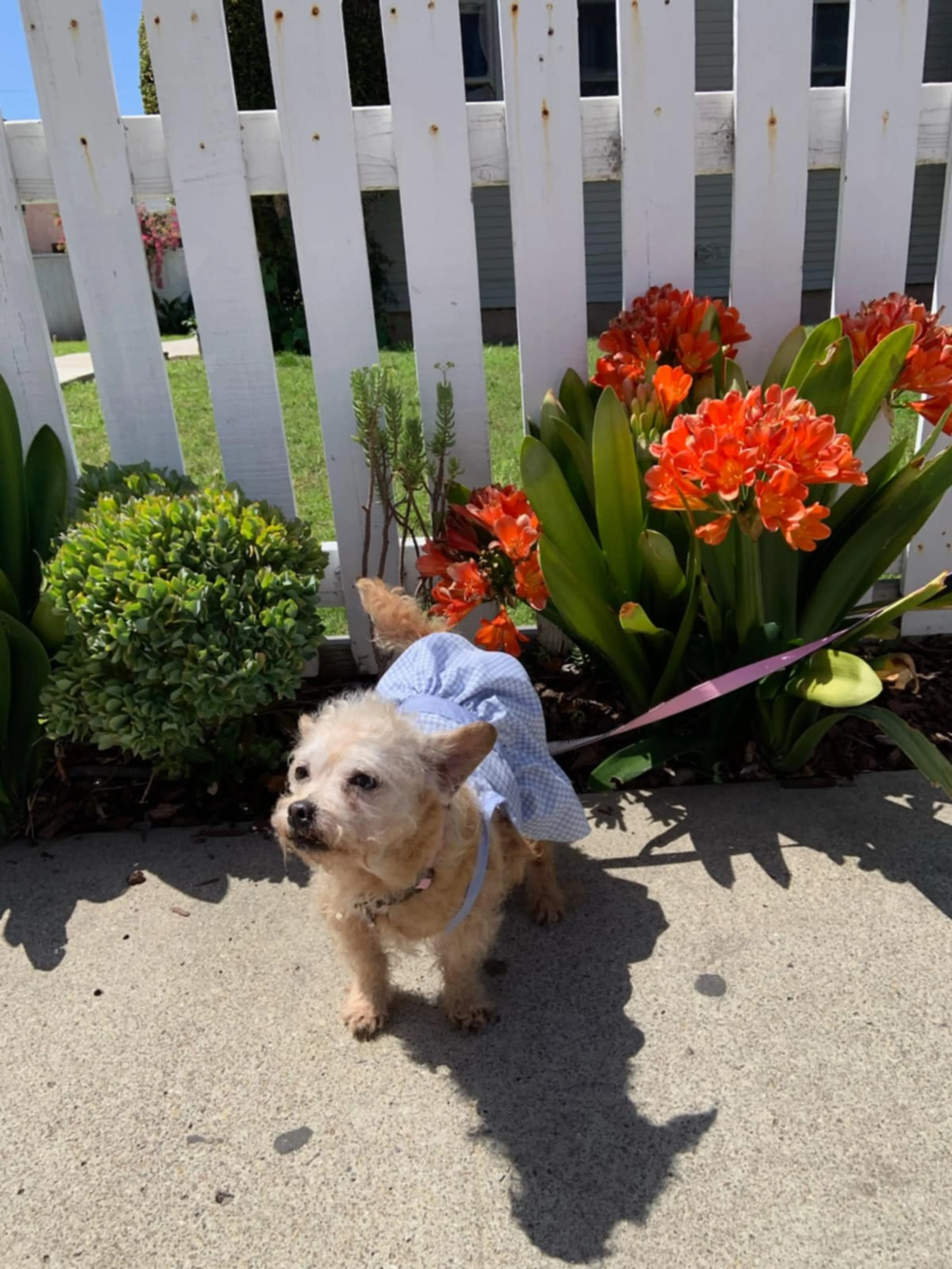 Lost pet