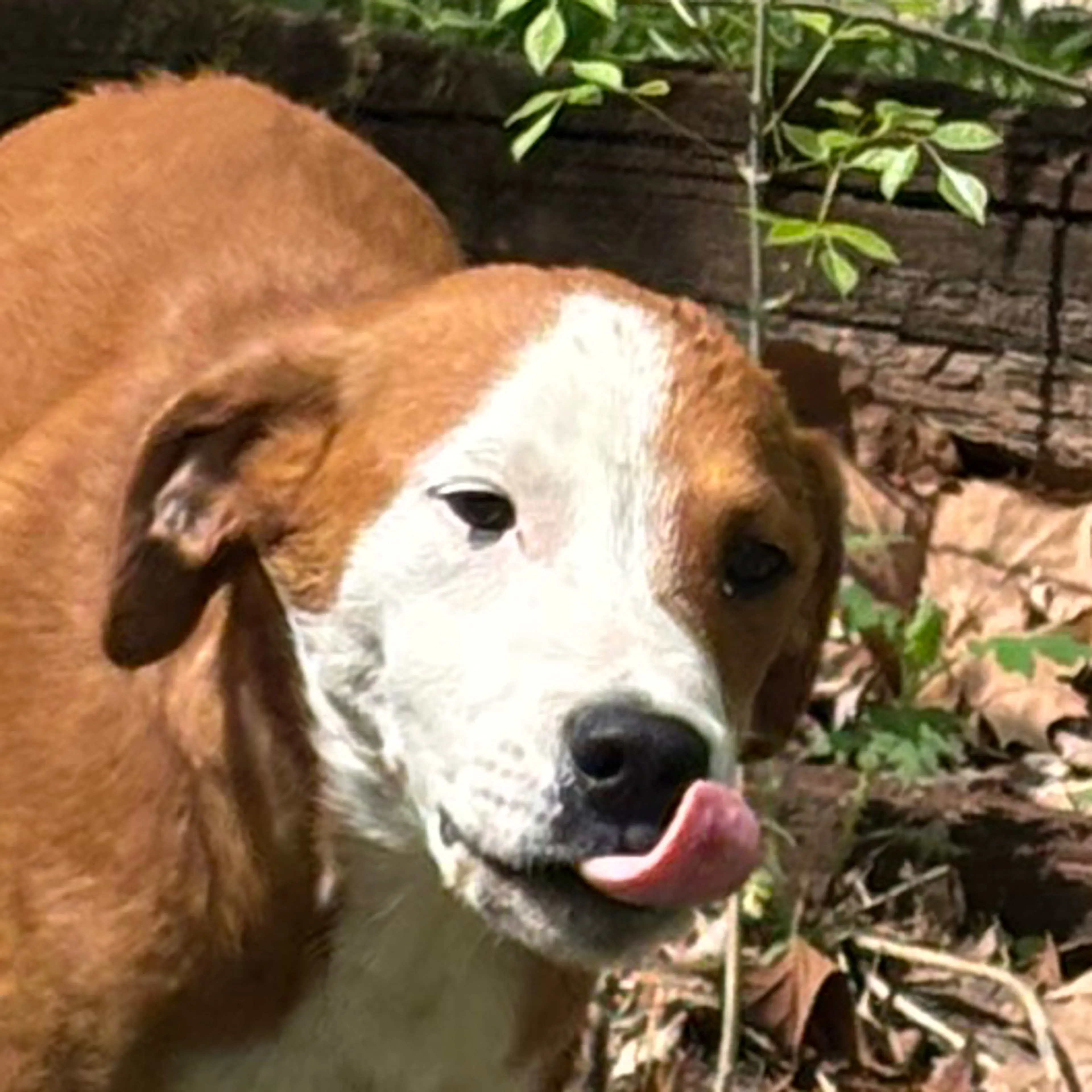 Lost pet-2