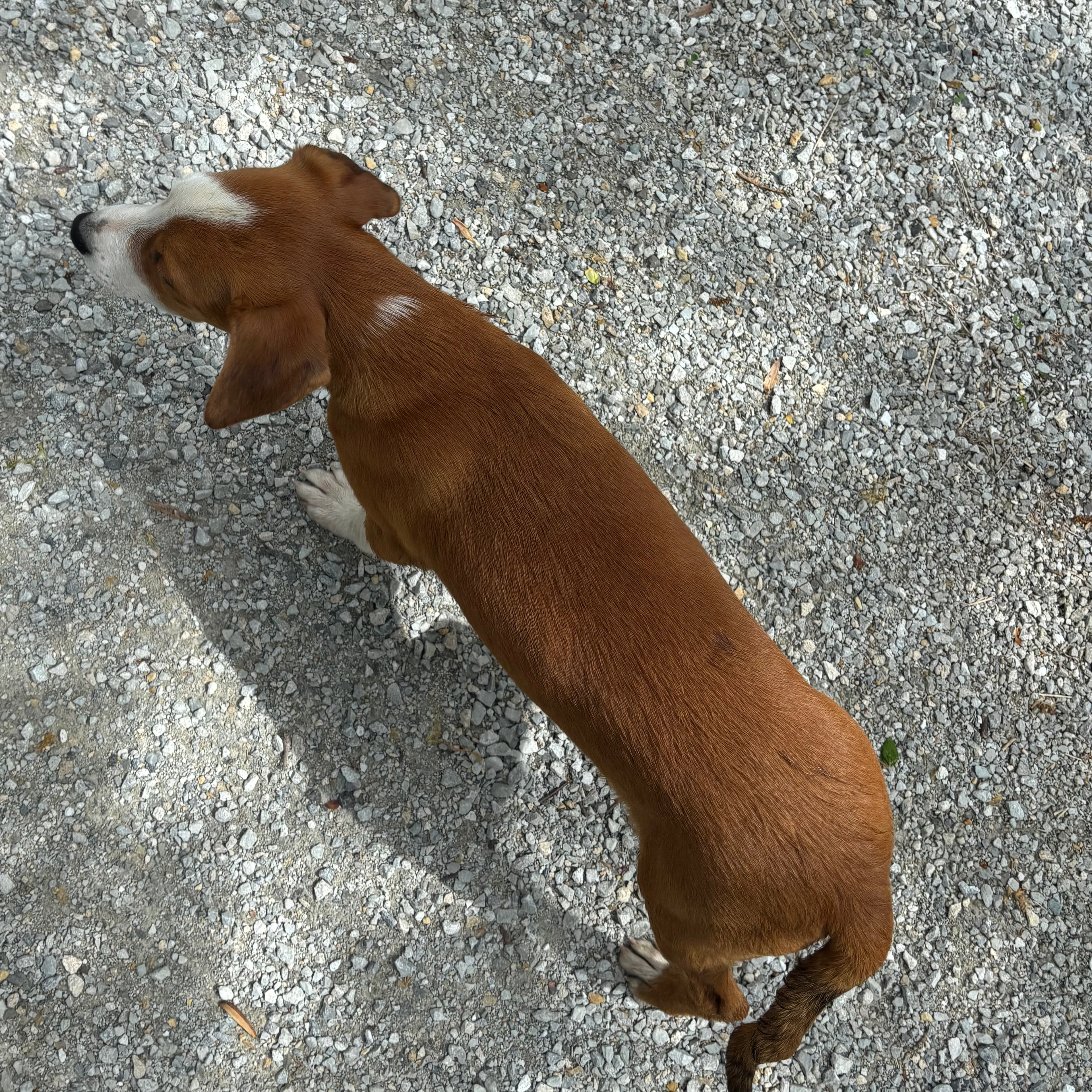 Lost pet-1