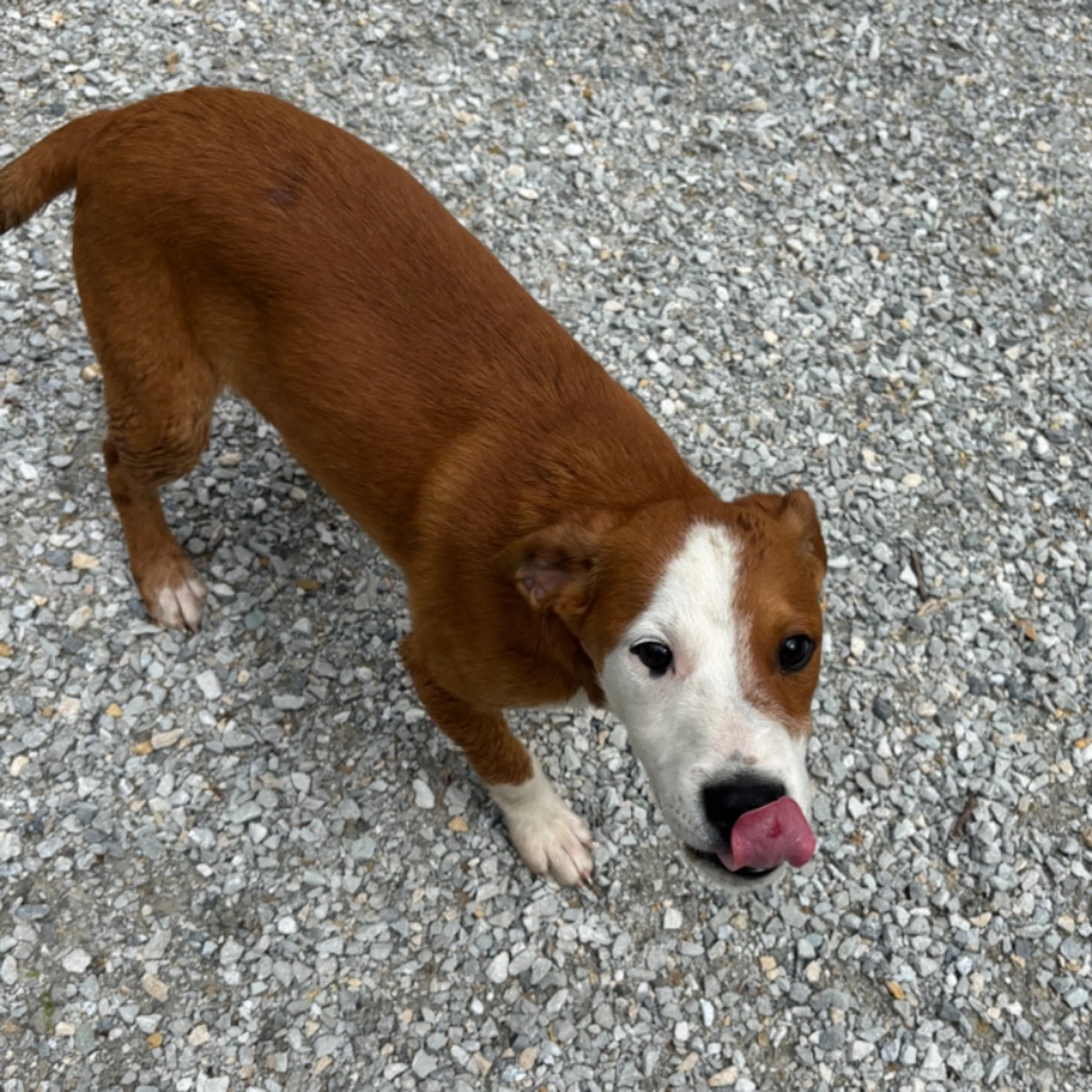 Lost pet-0