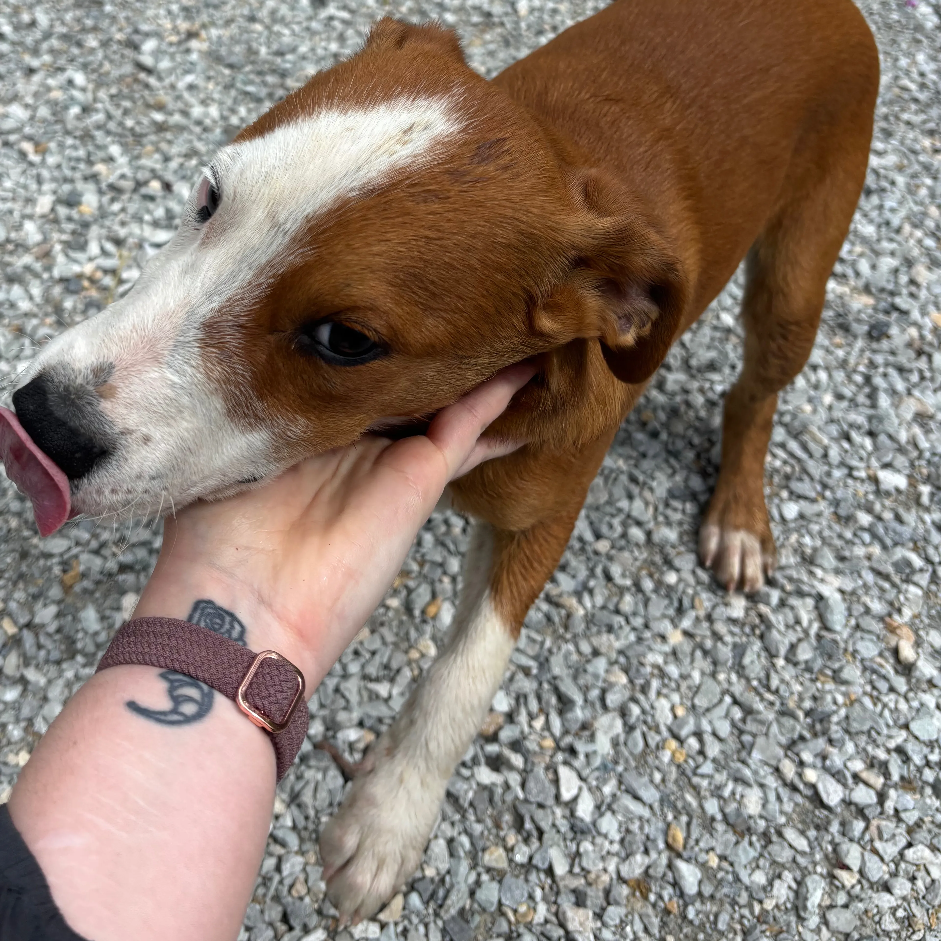 Lost pet-3