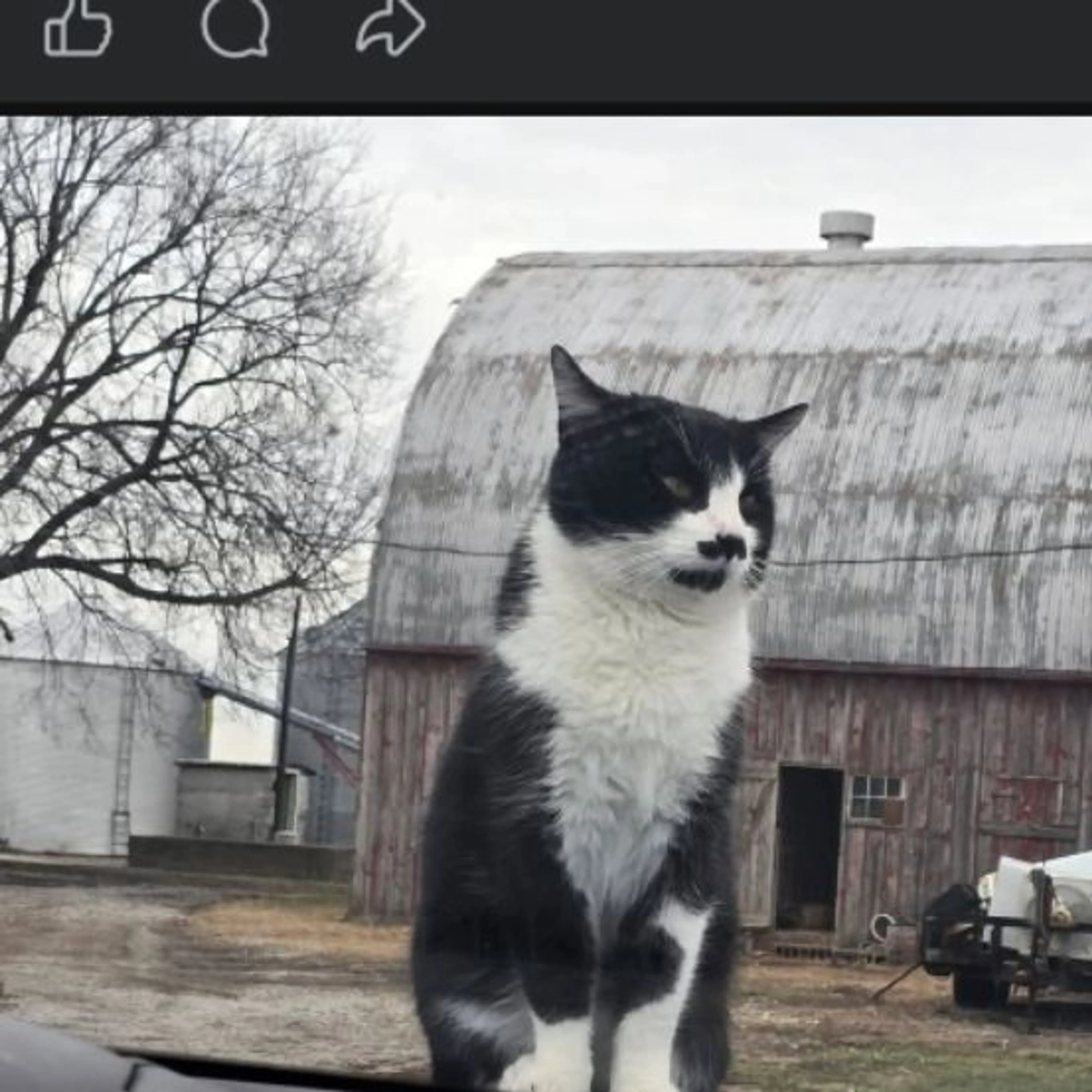 Lost pet