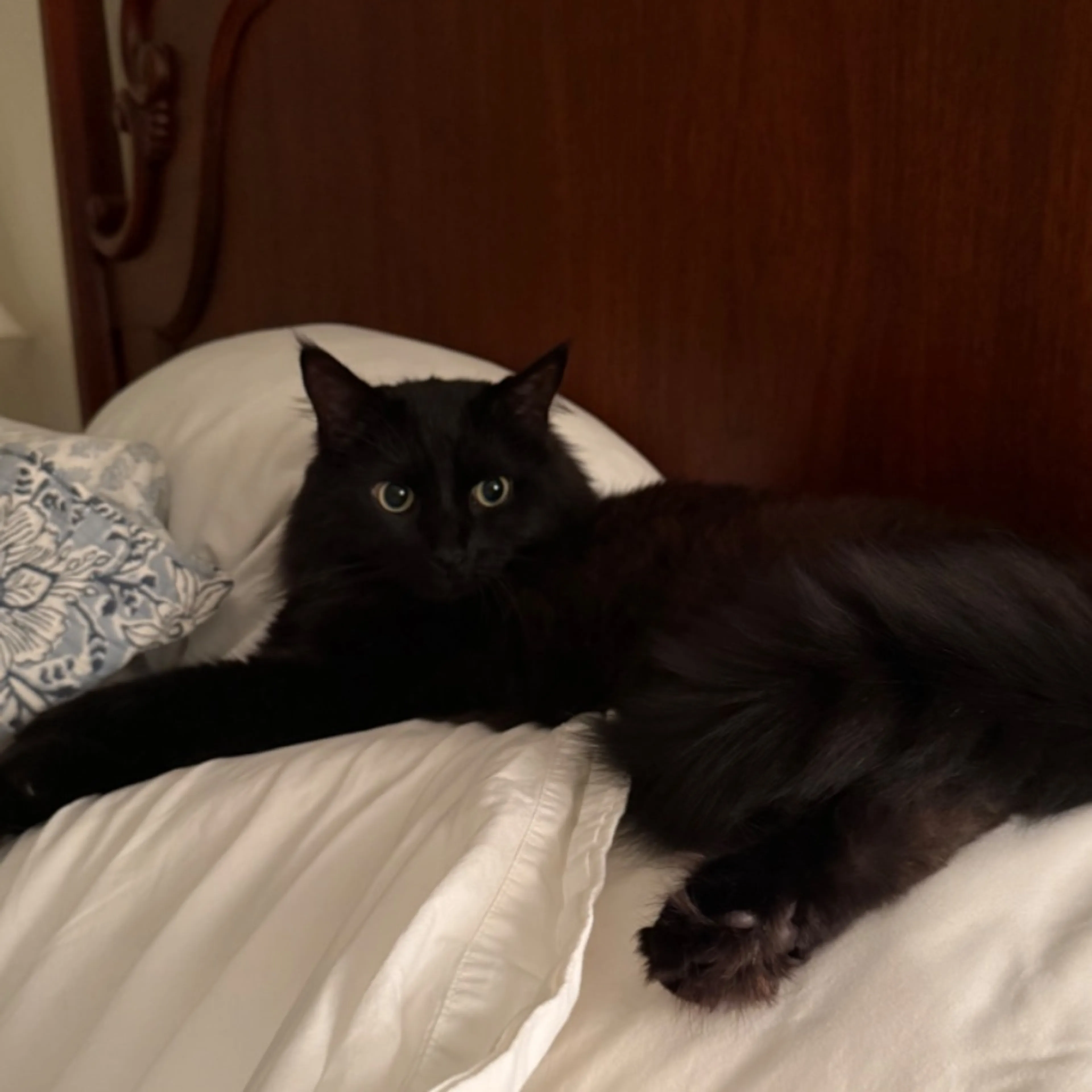 Lost pet