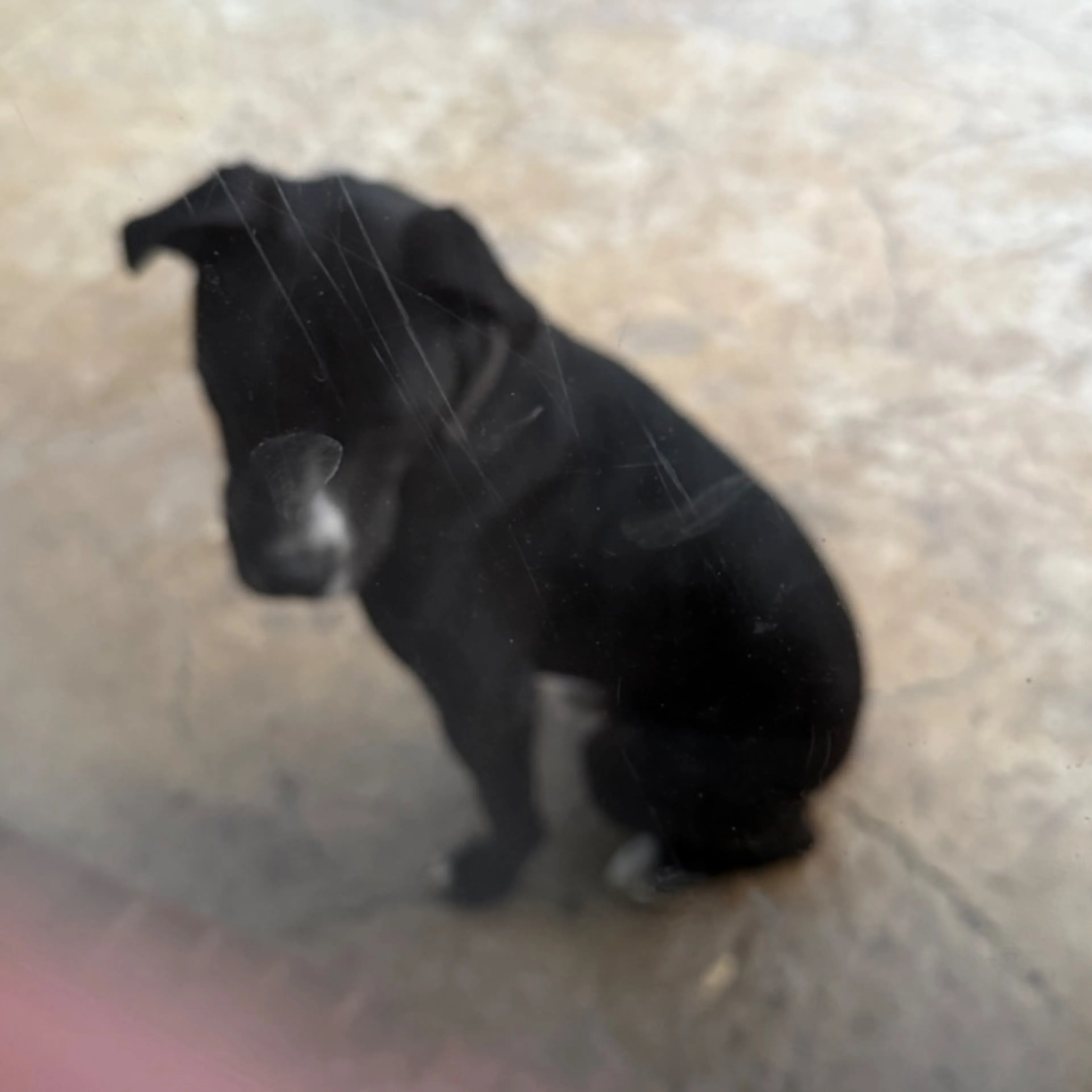 Found pet