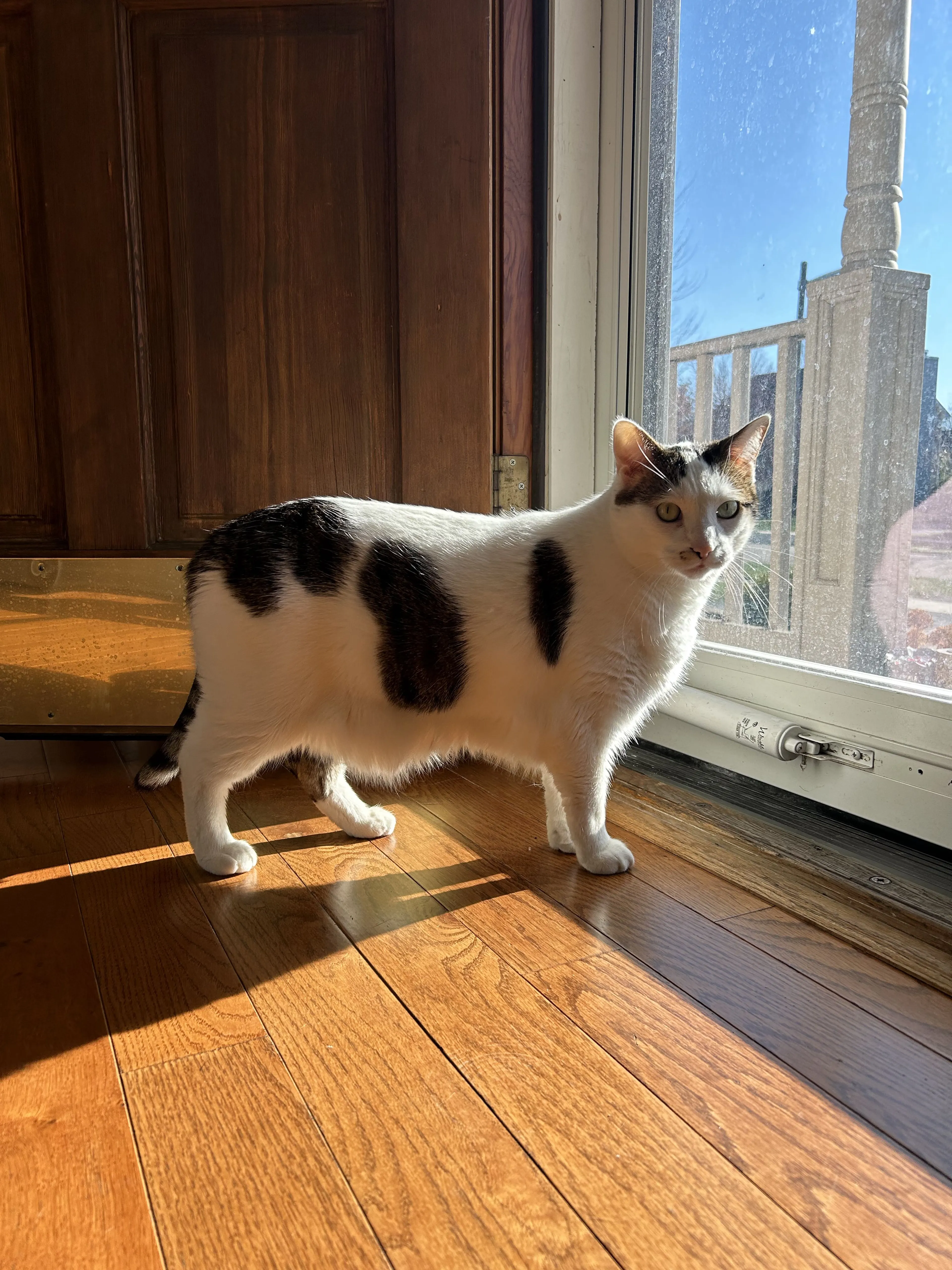 Lost pet-1