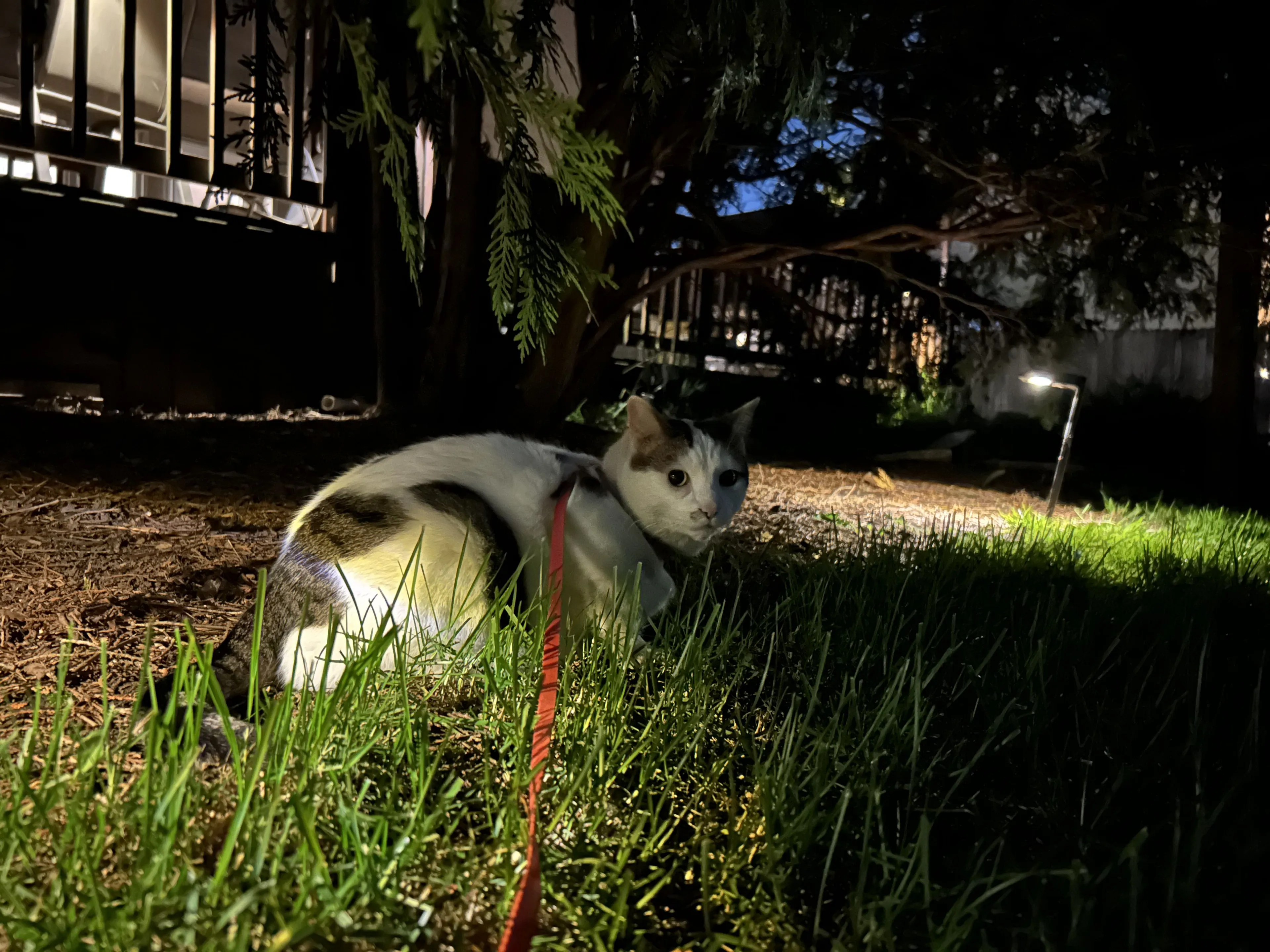 Lost pet-0