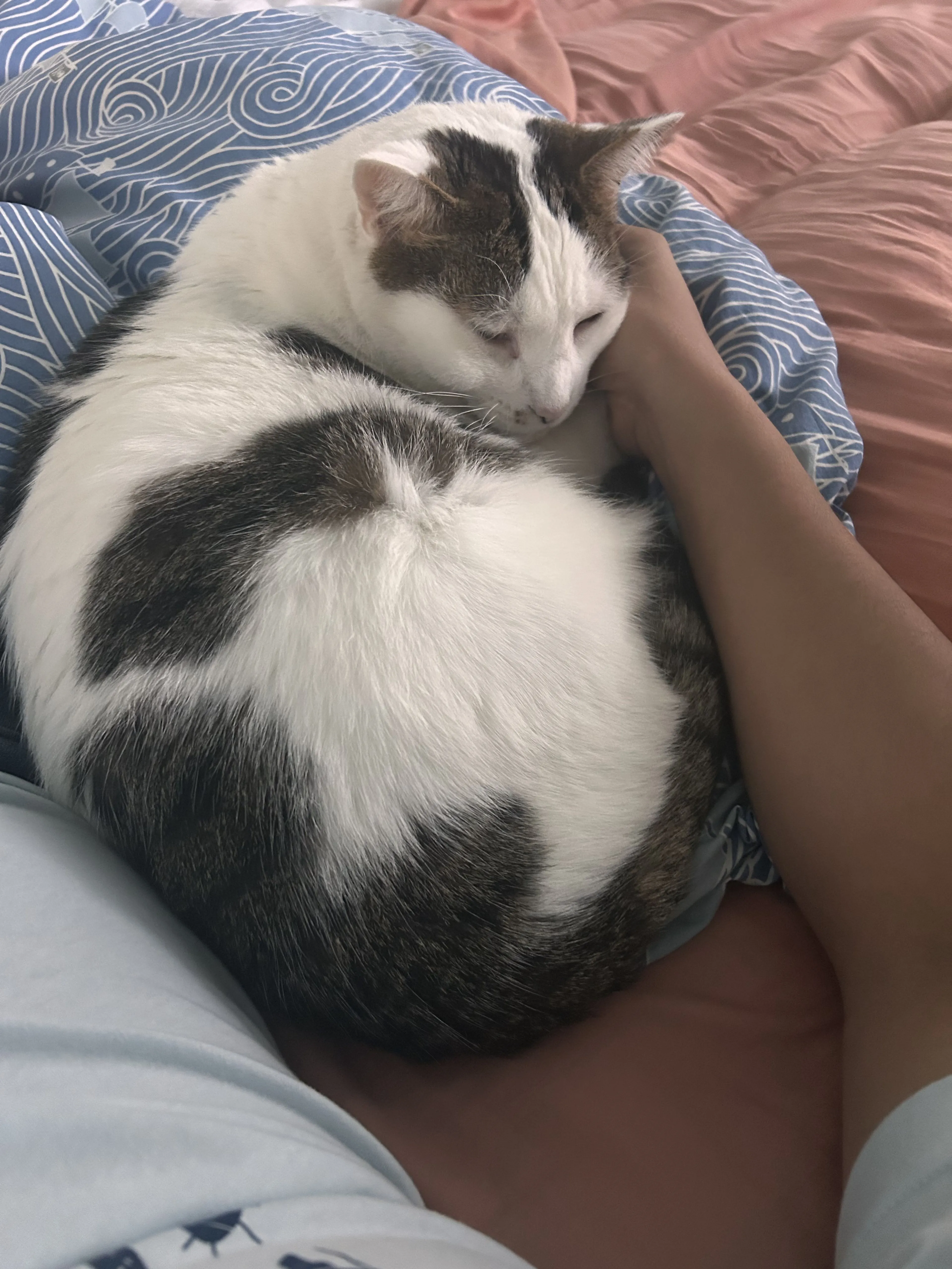 Lost pet-2