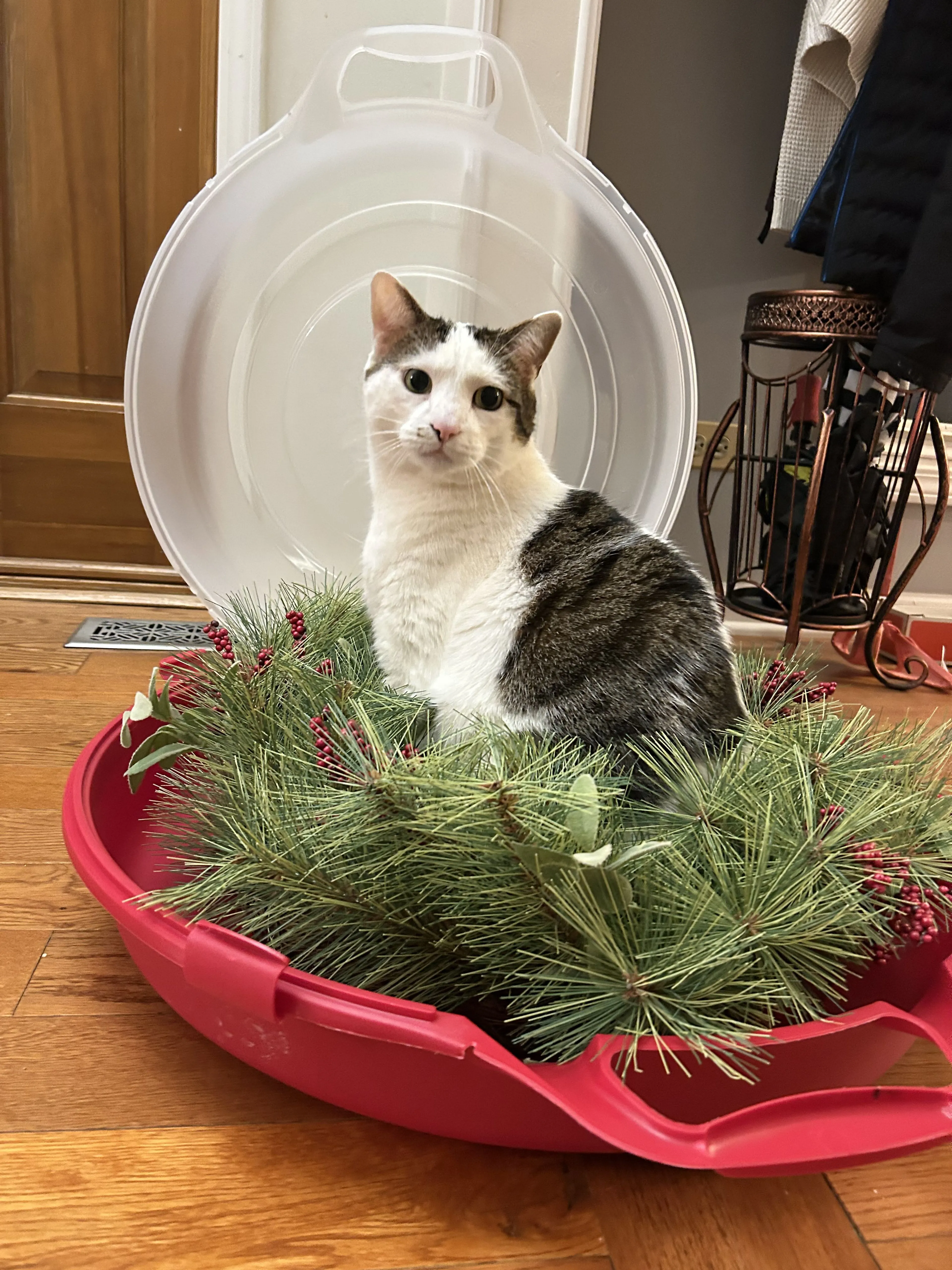 Lost pet-3