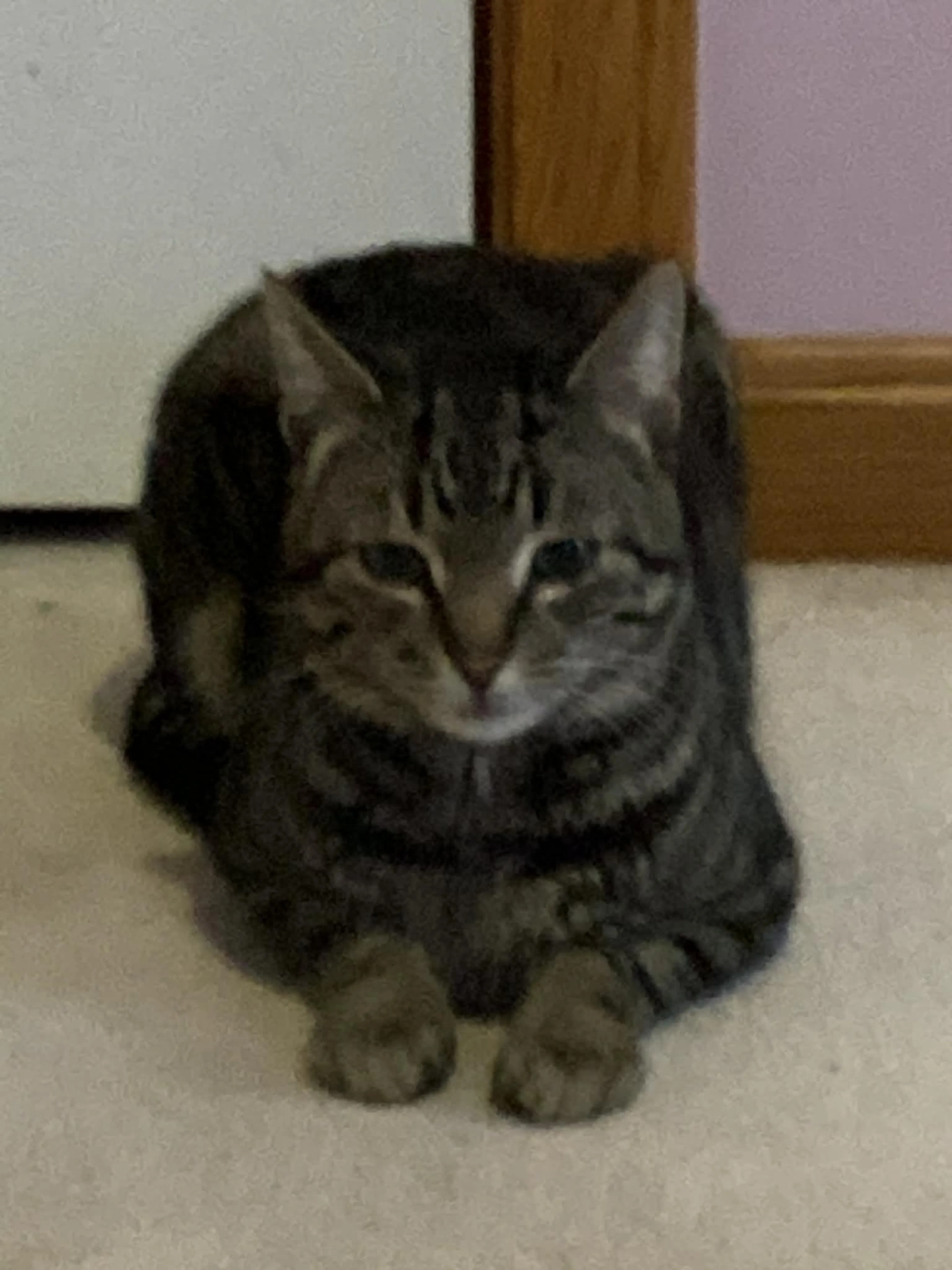 Lost pet