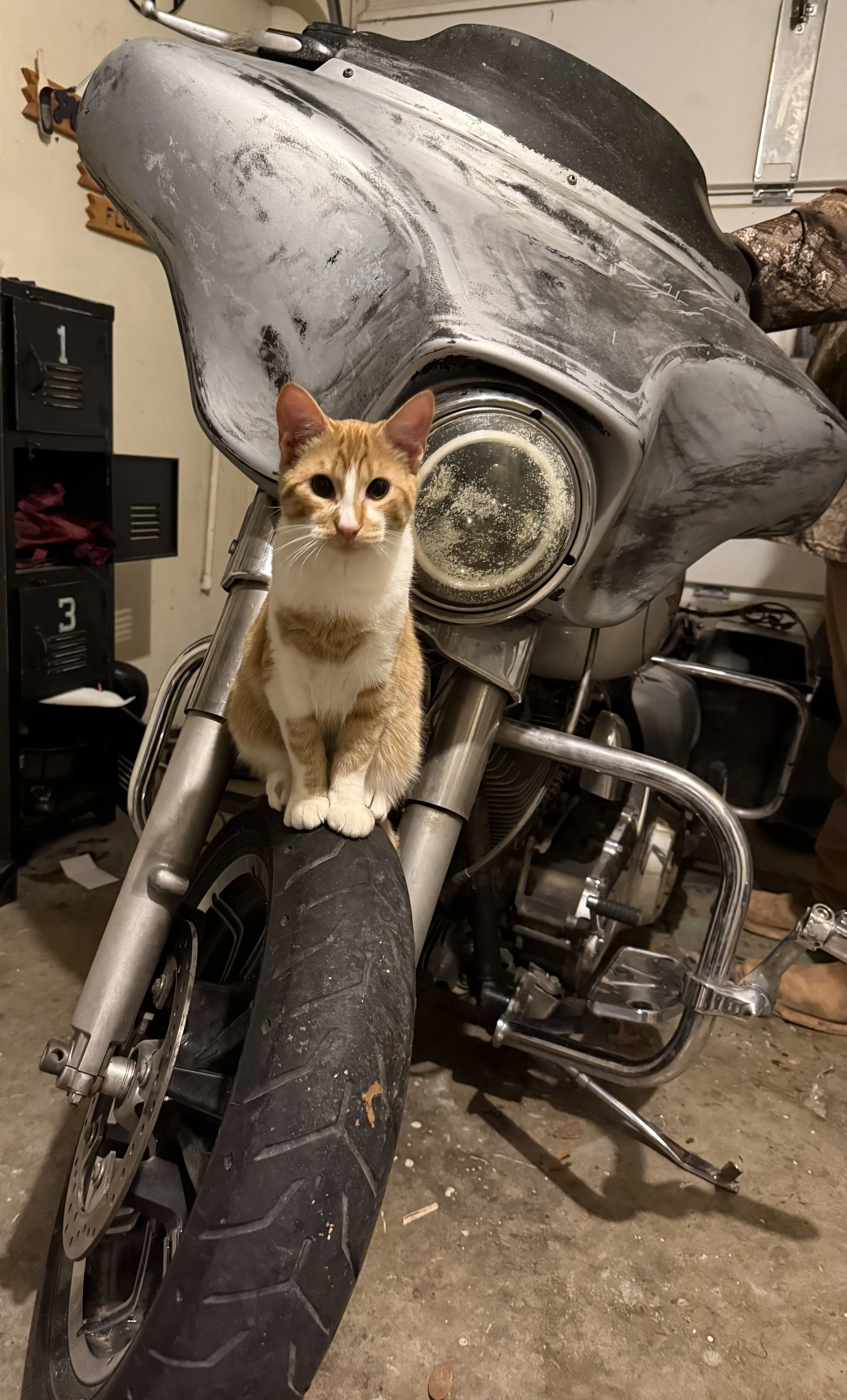 Lost pet-1