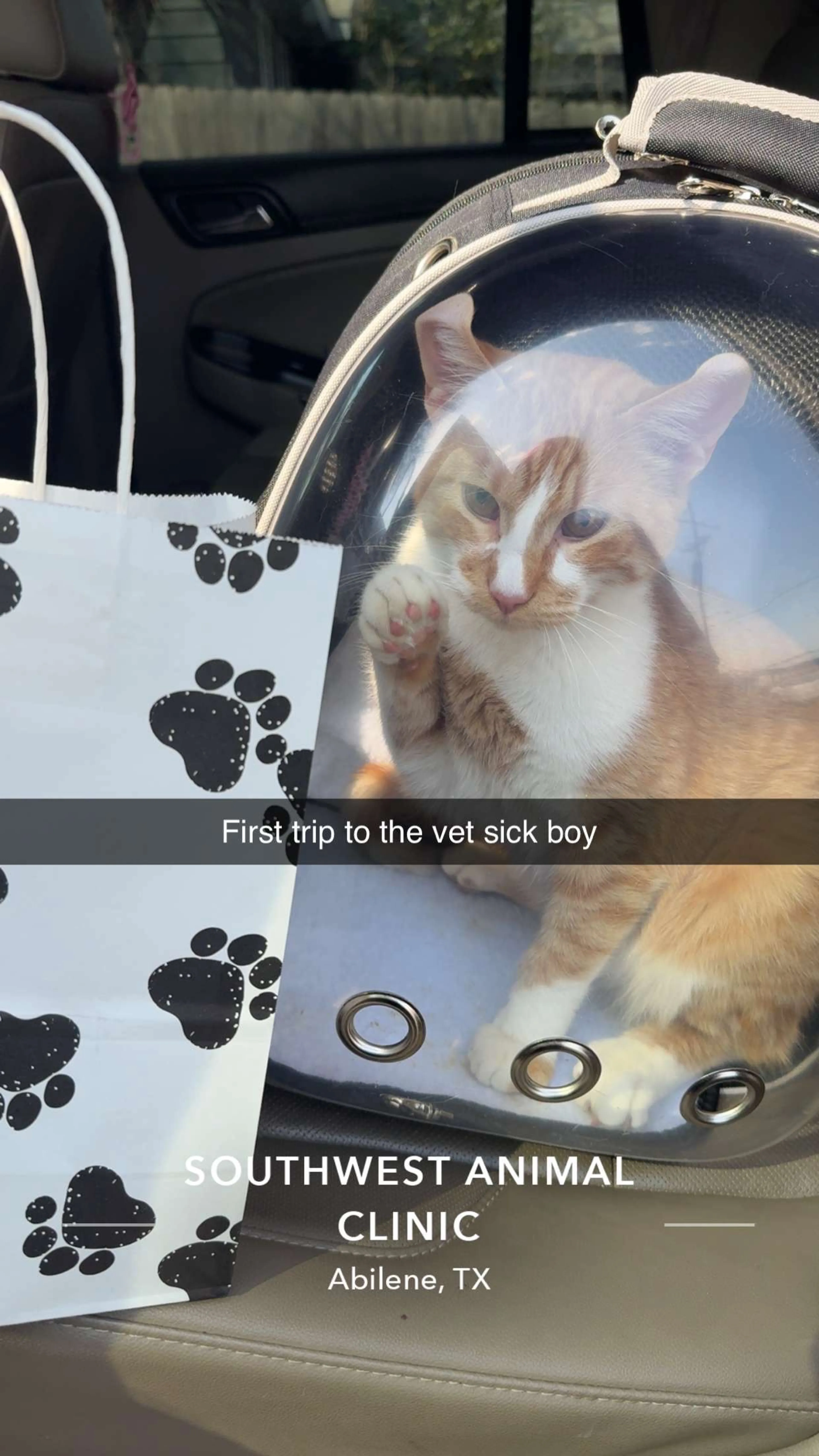 Lost pet-0