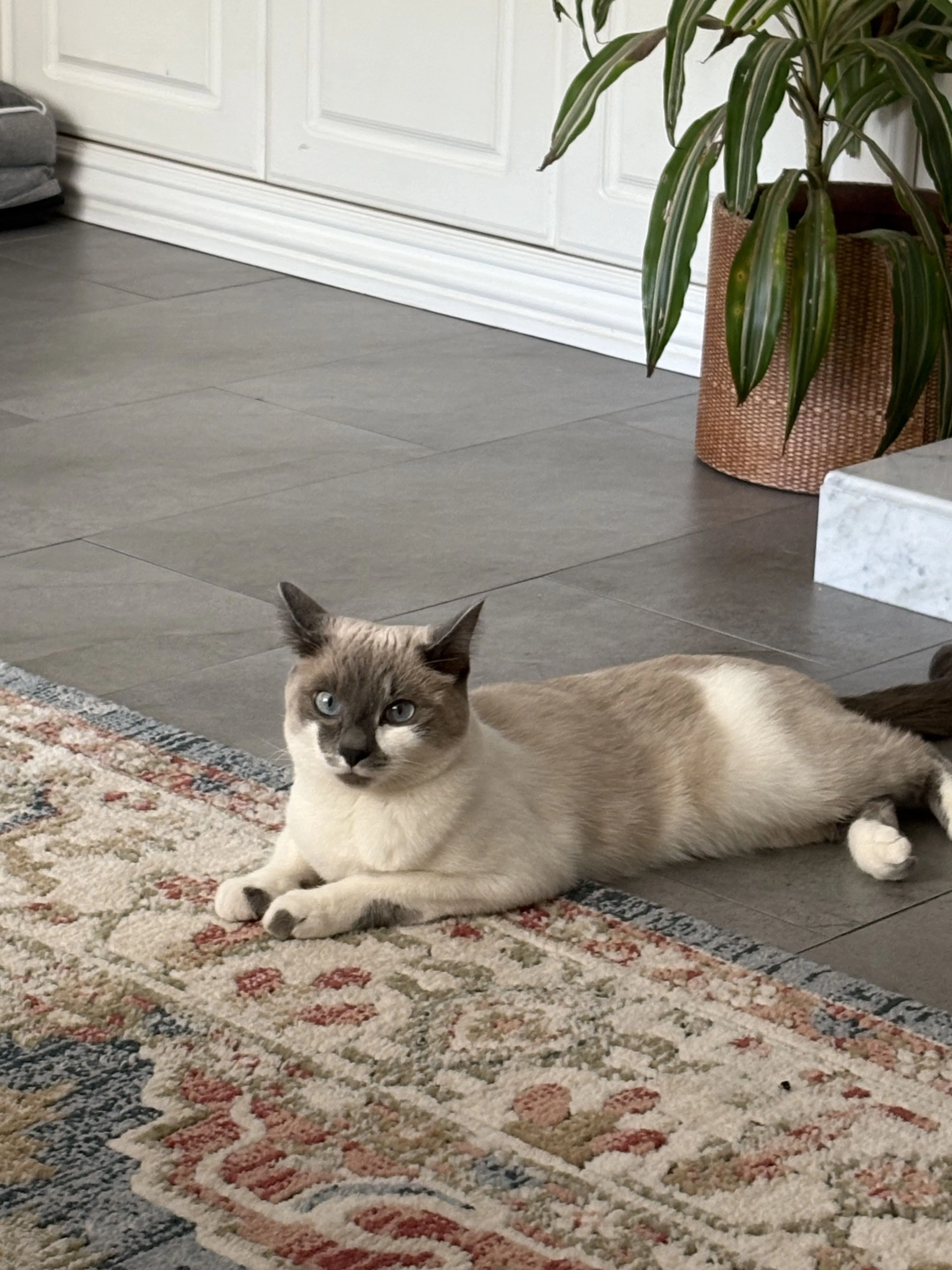 Lost pet