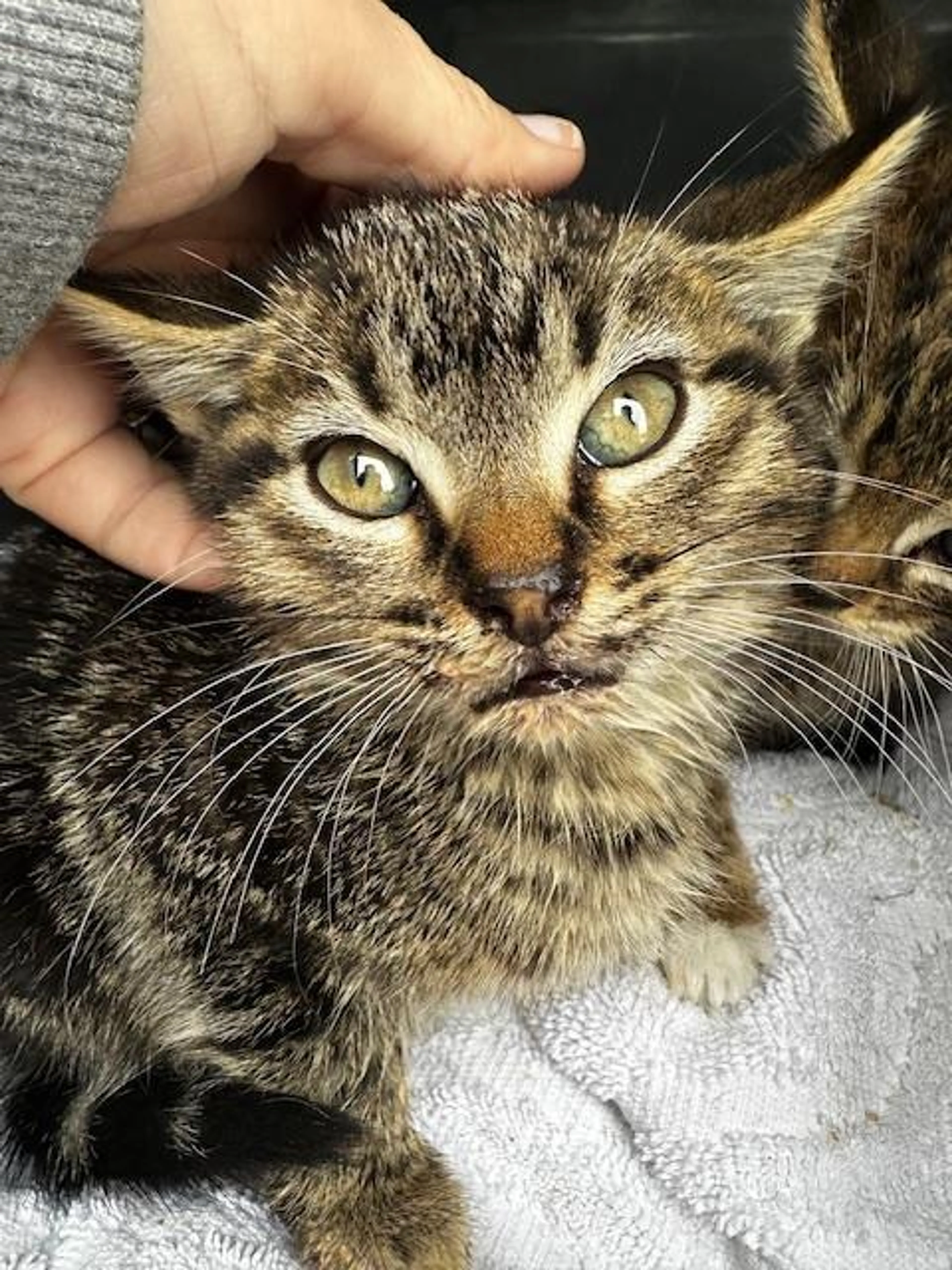 Found pet