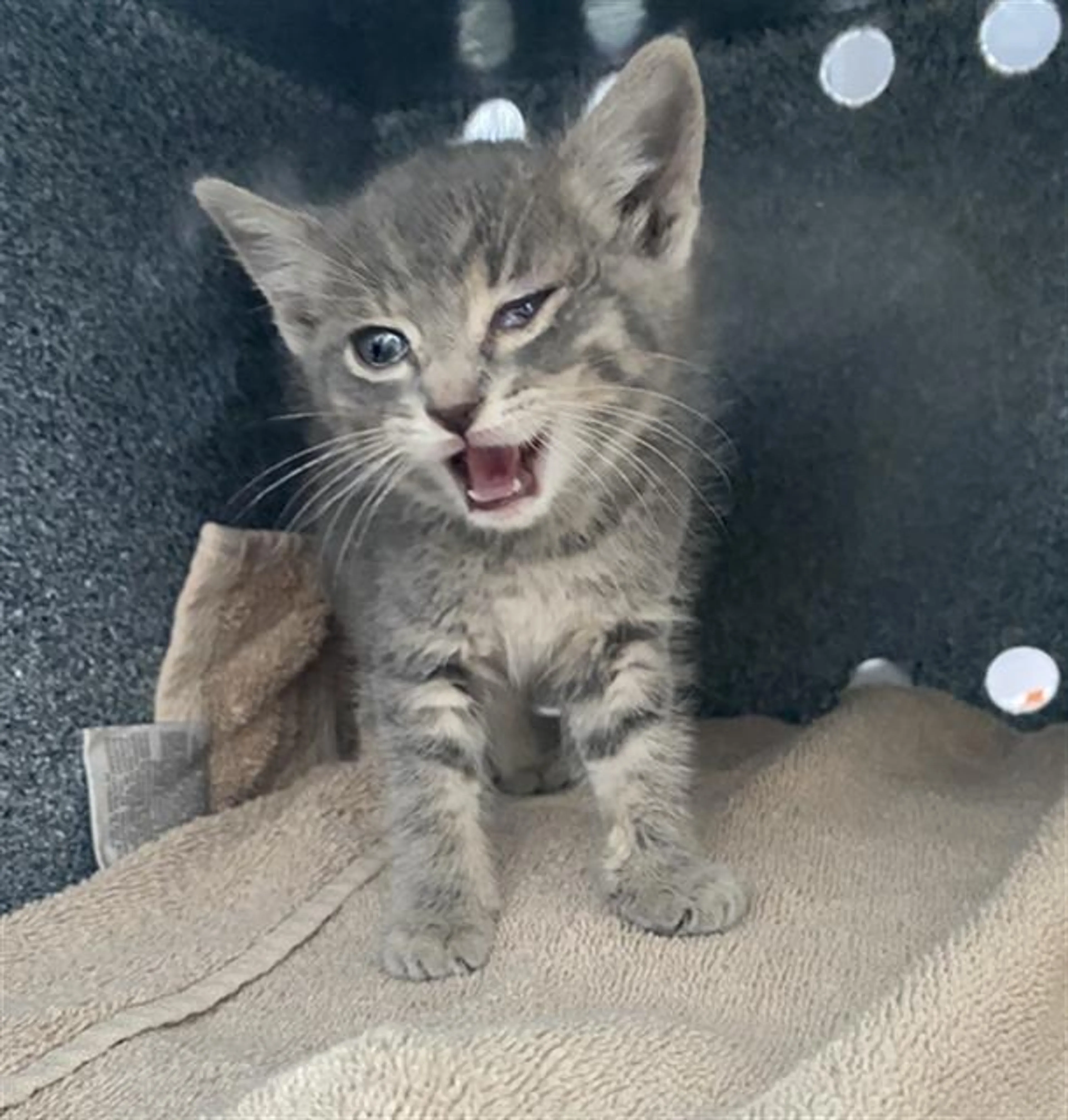 Found pet