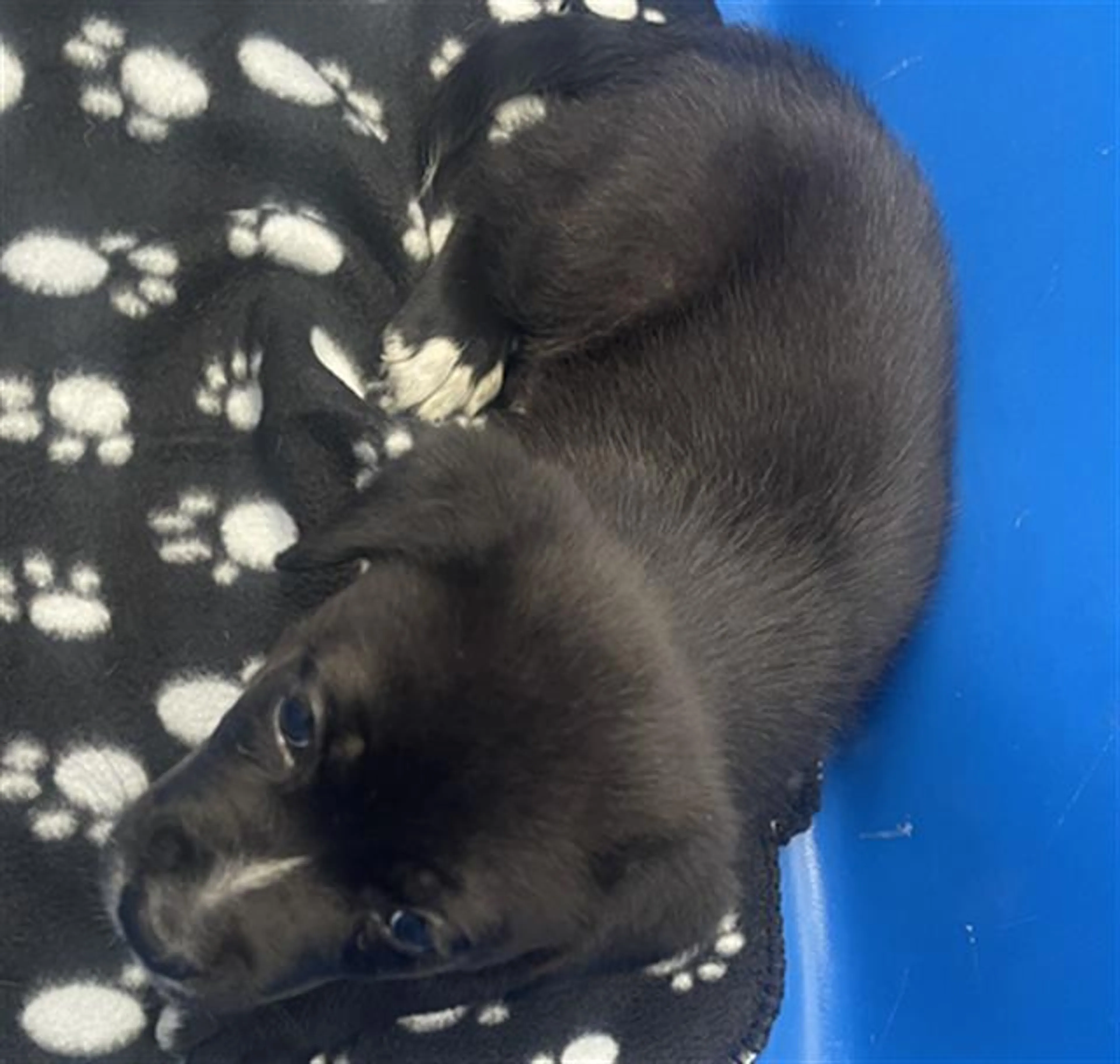 Found pet