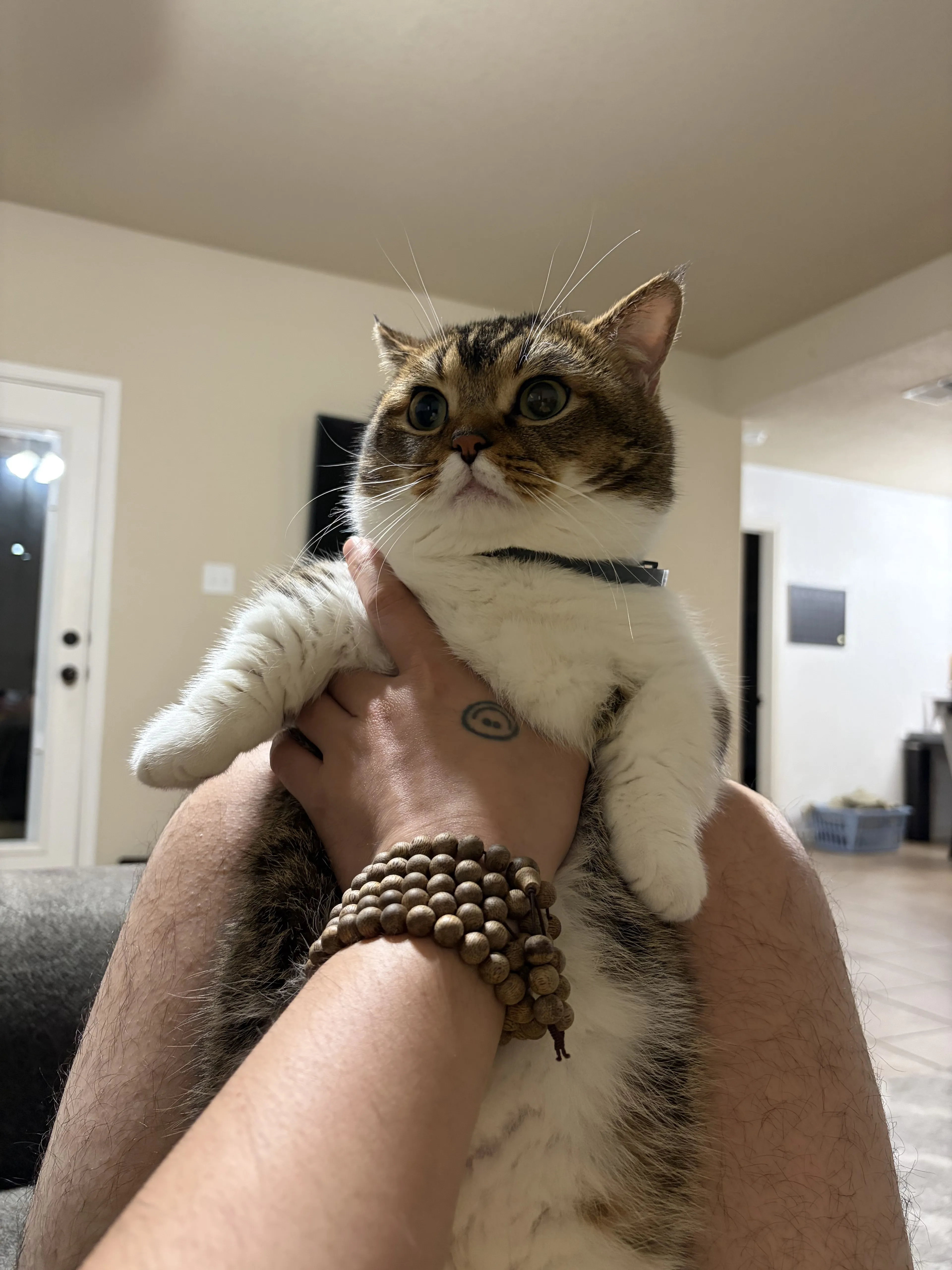 Lost pet
