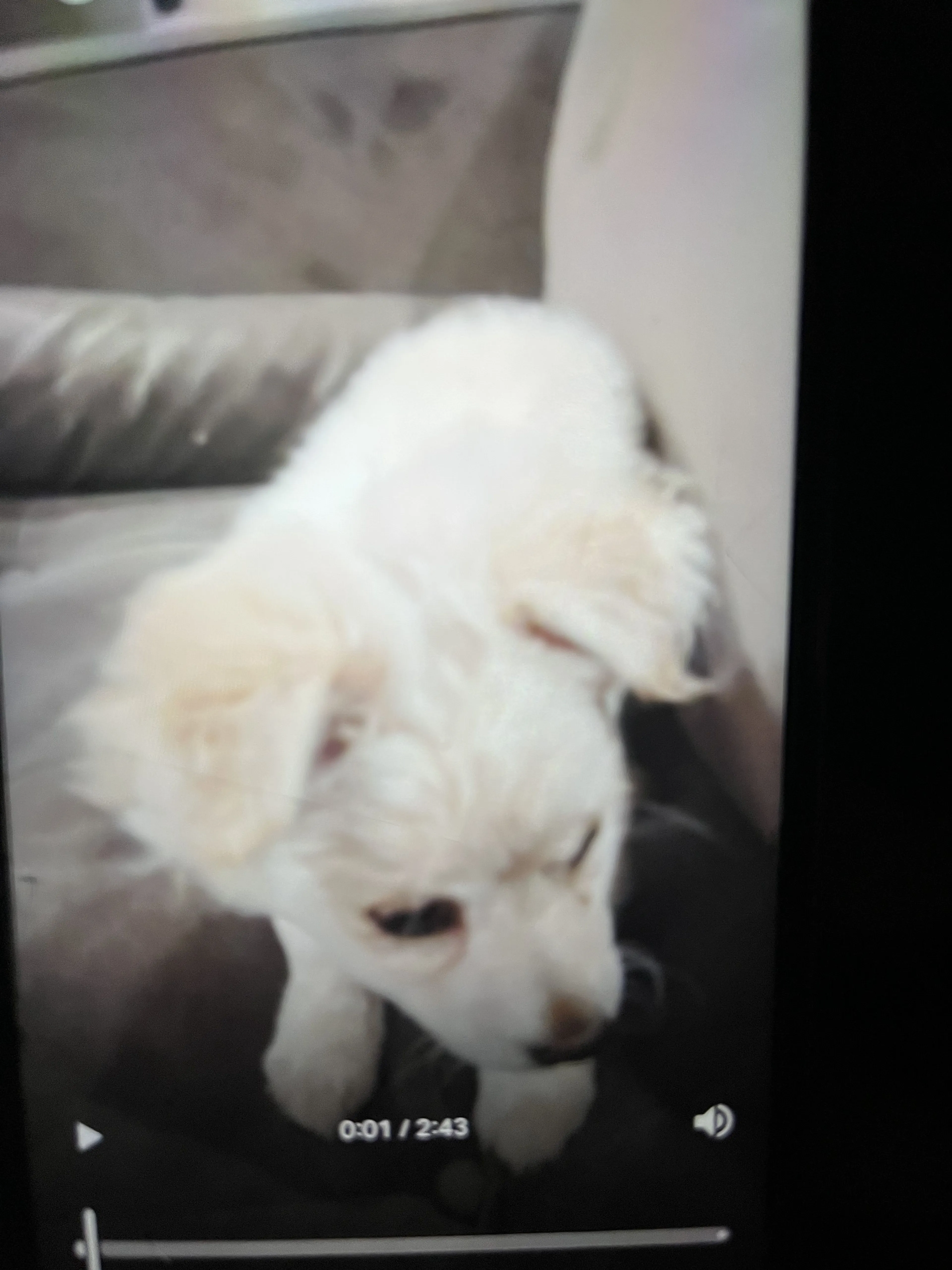 Lost pet-0