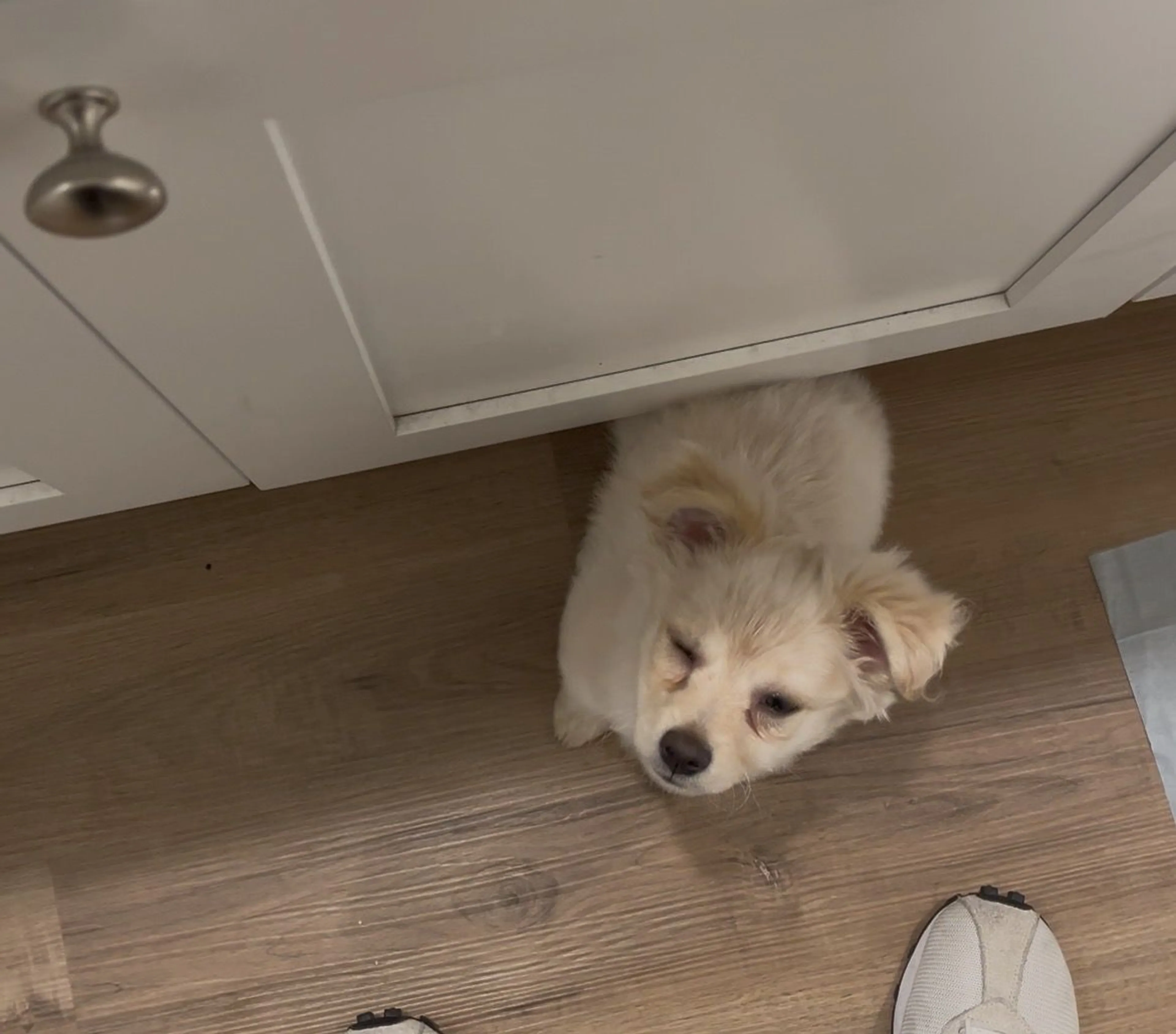 Lost pet-2