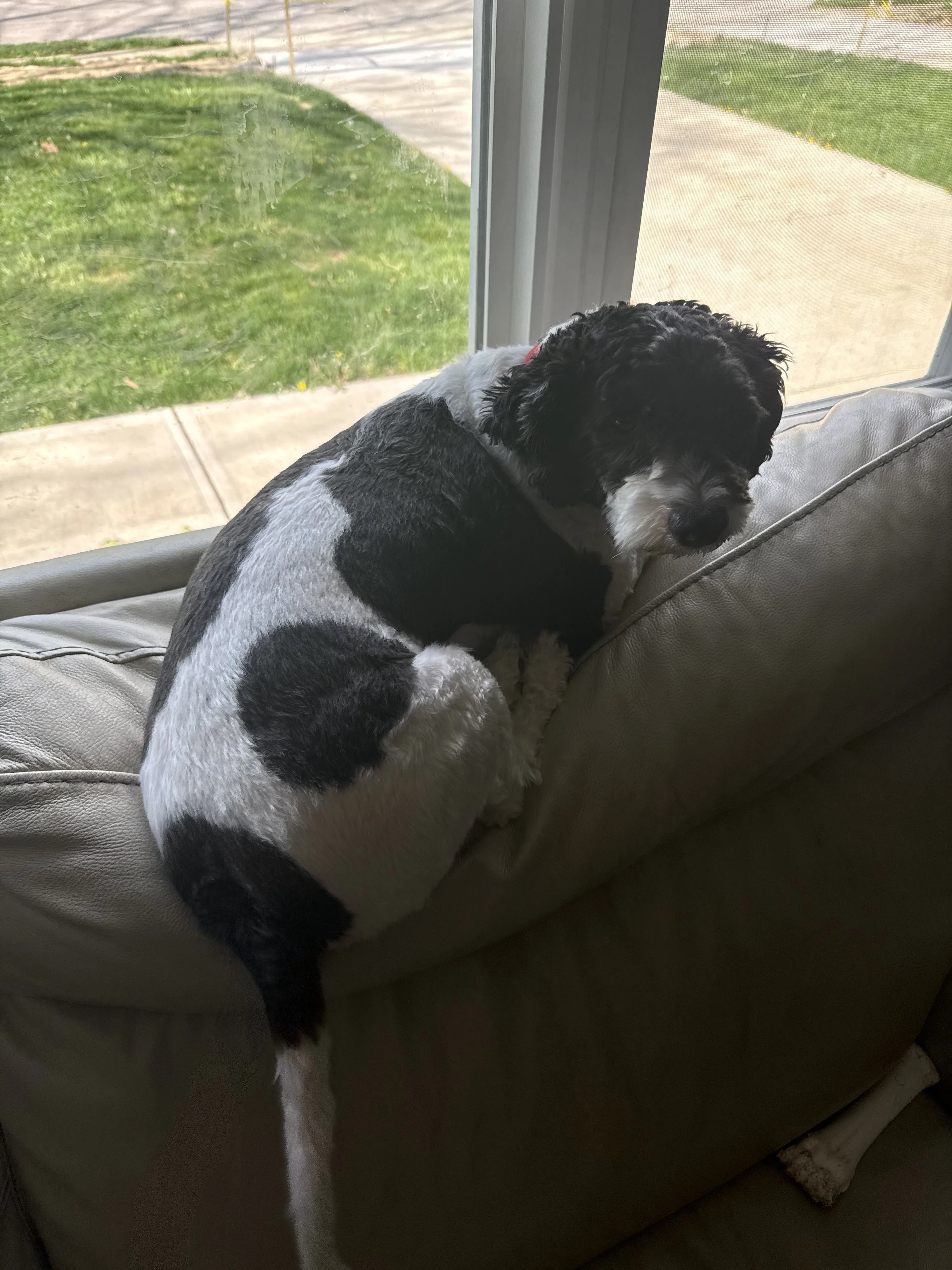 Lost pet