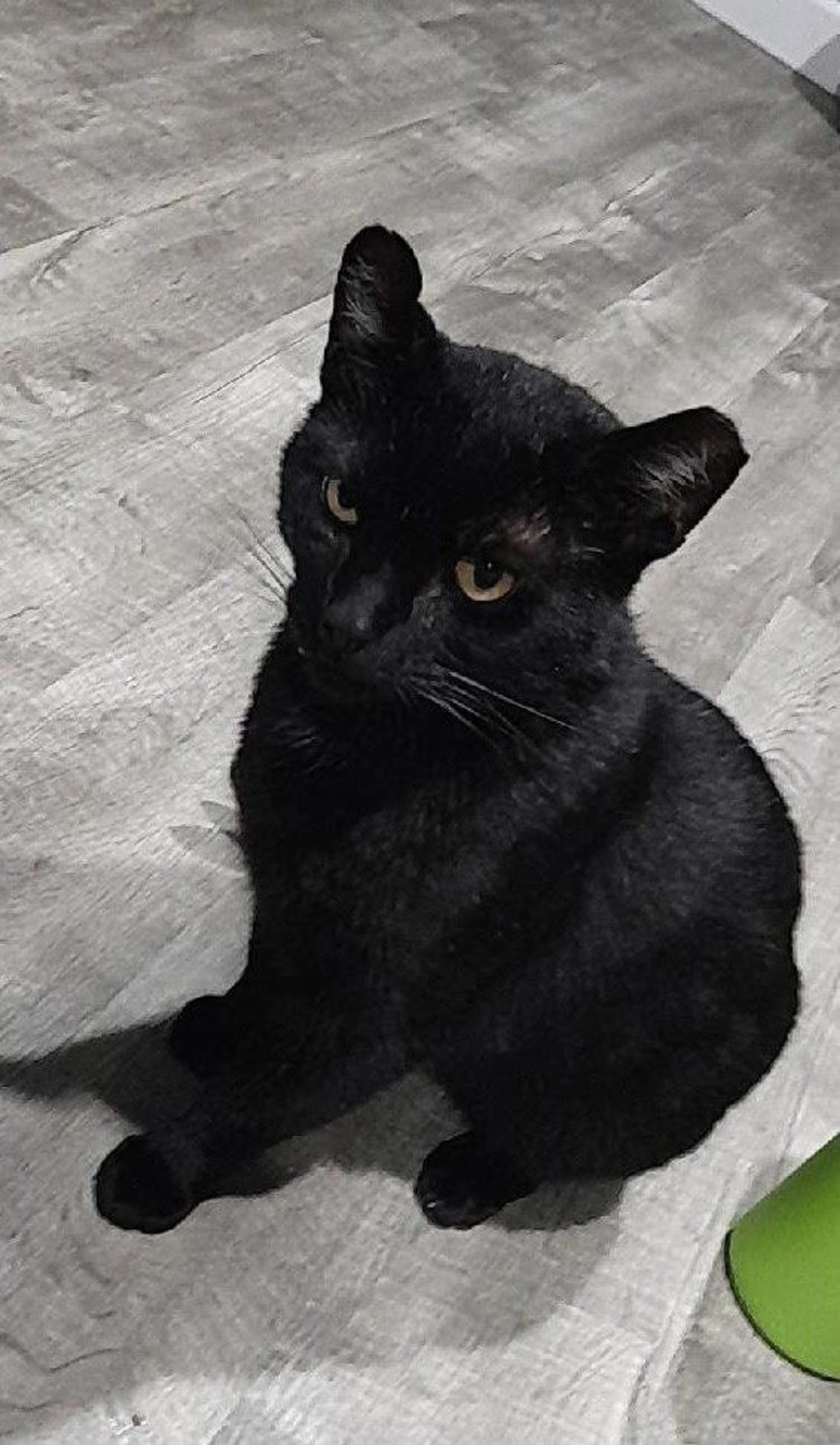 Lost pet