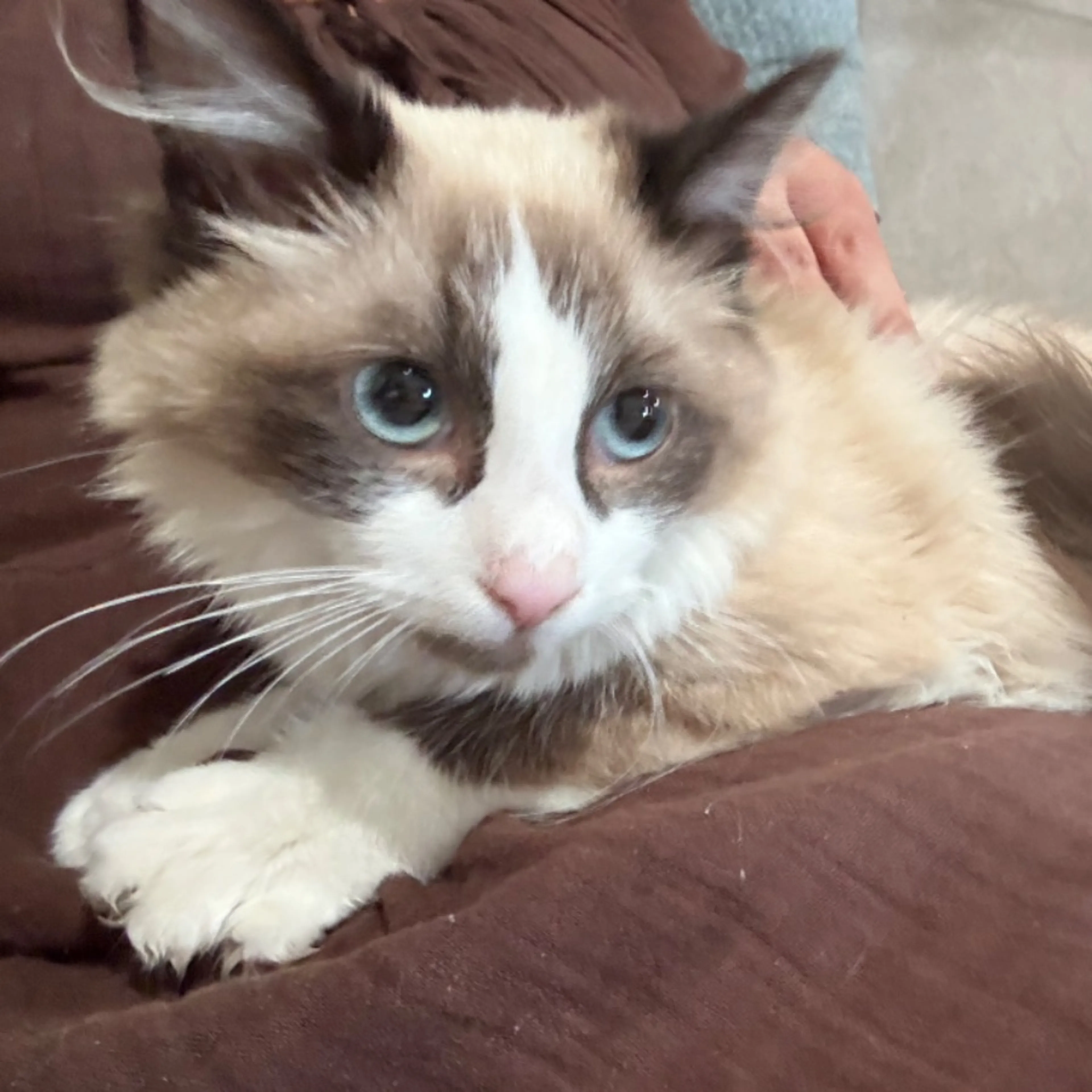Lost pet