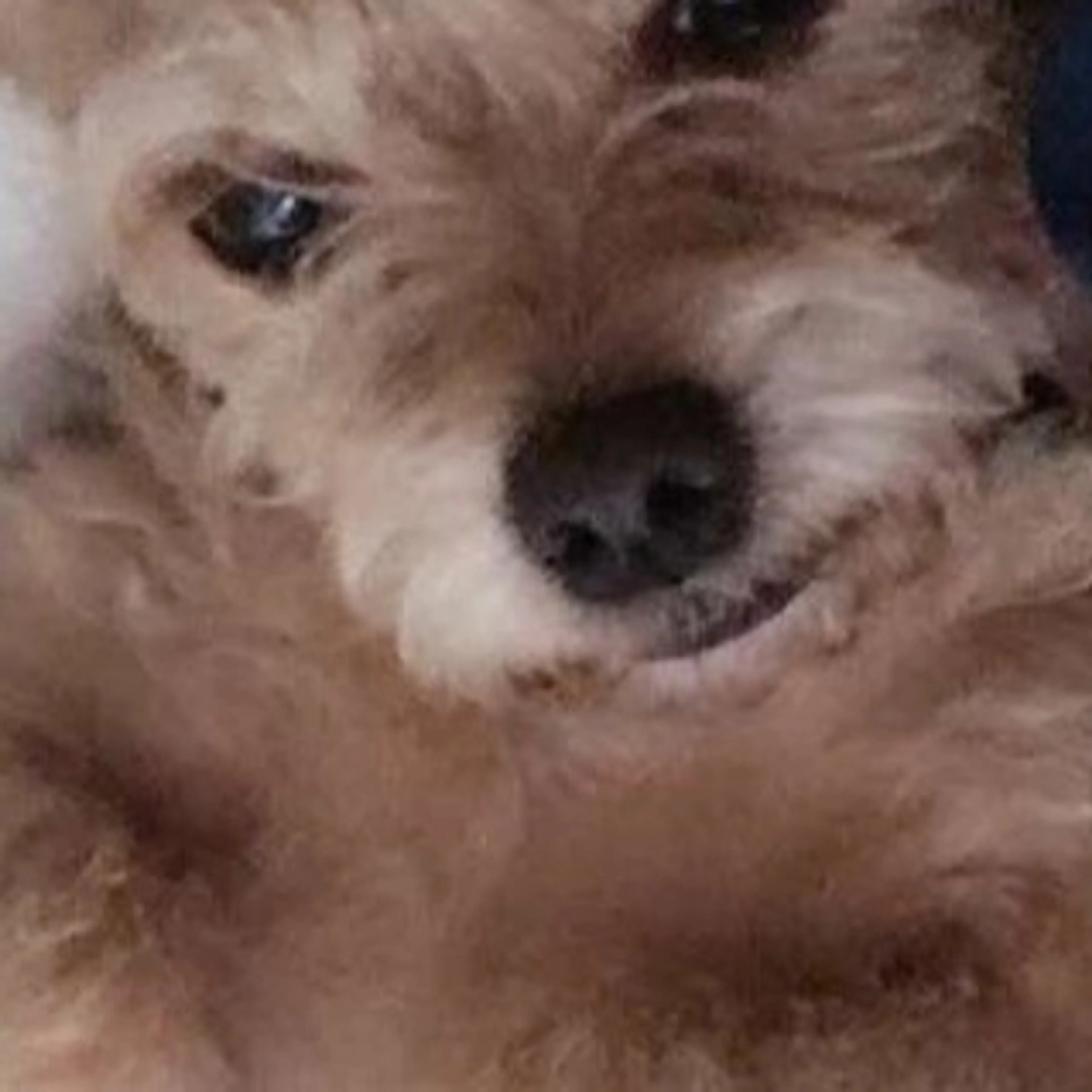 Lost pet