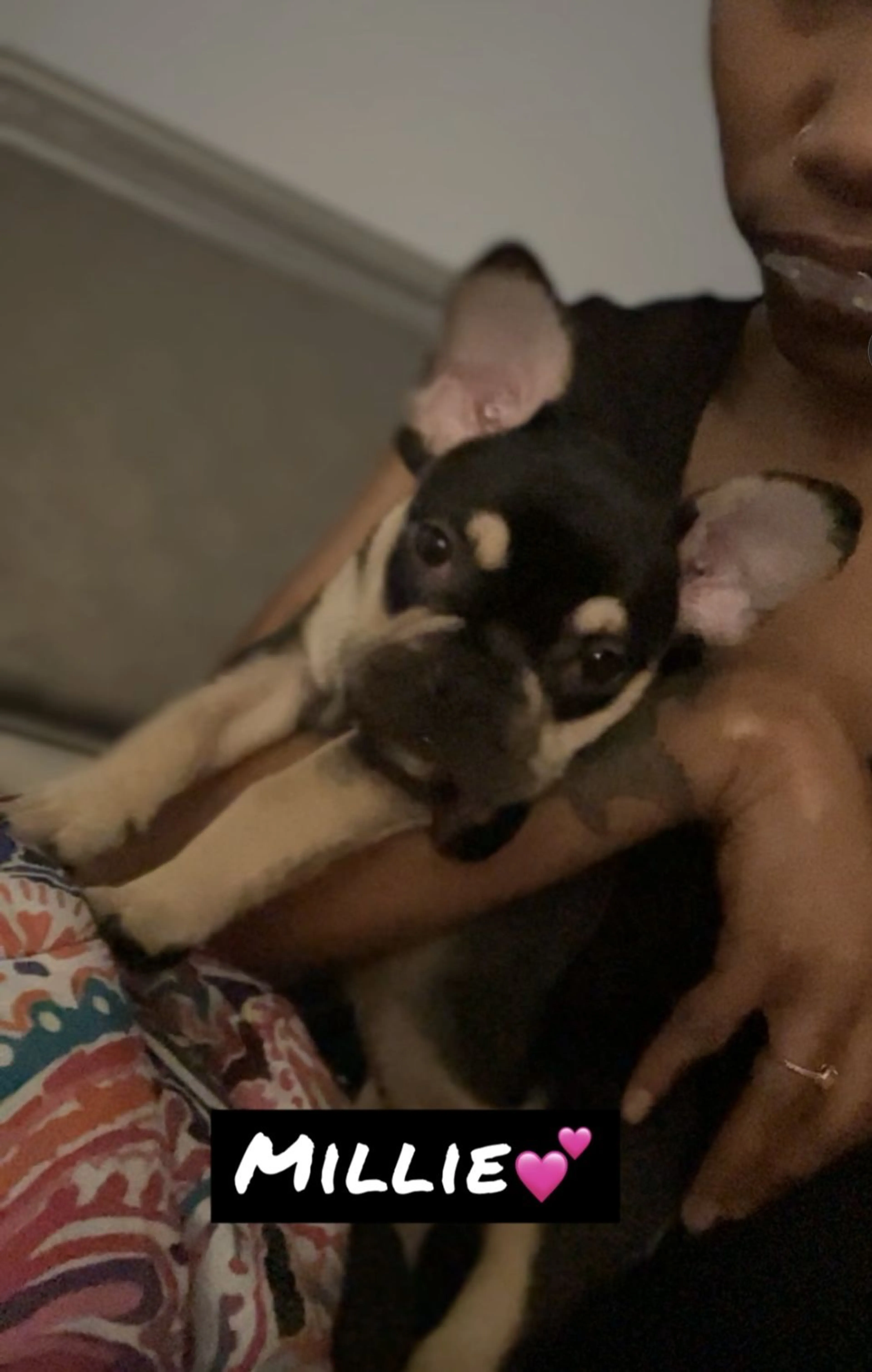 Lost pet