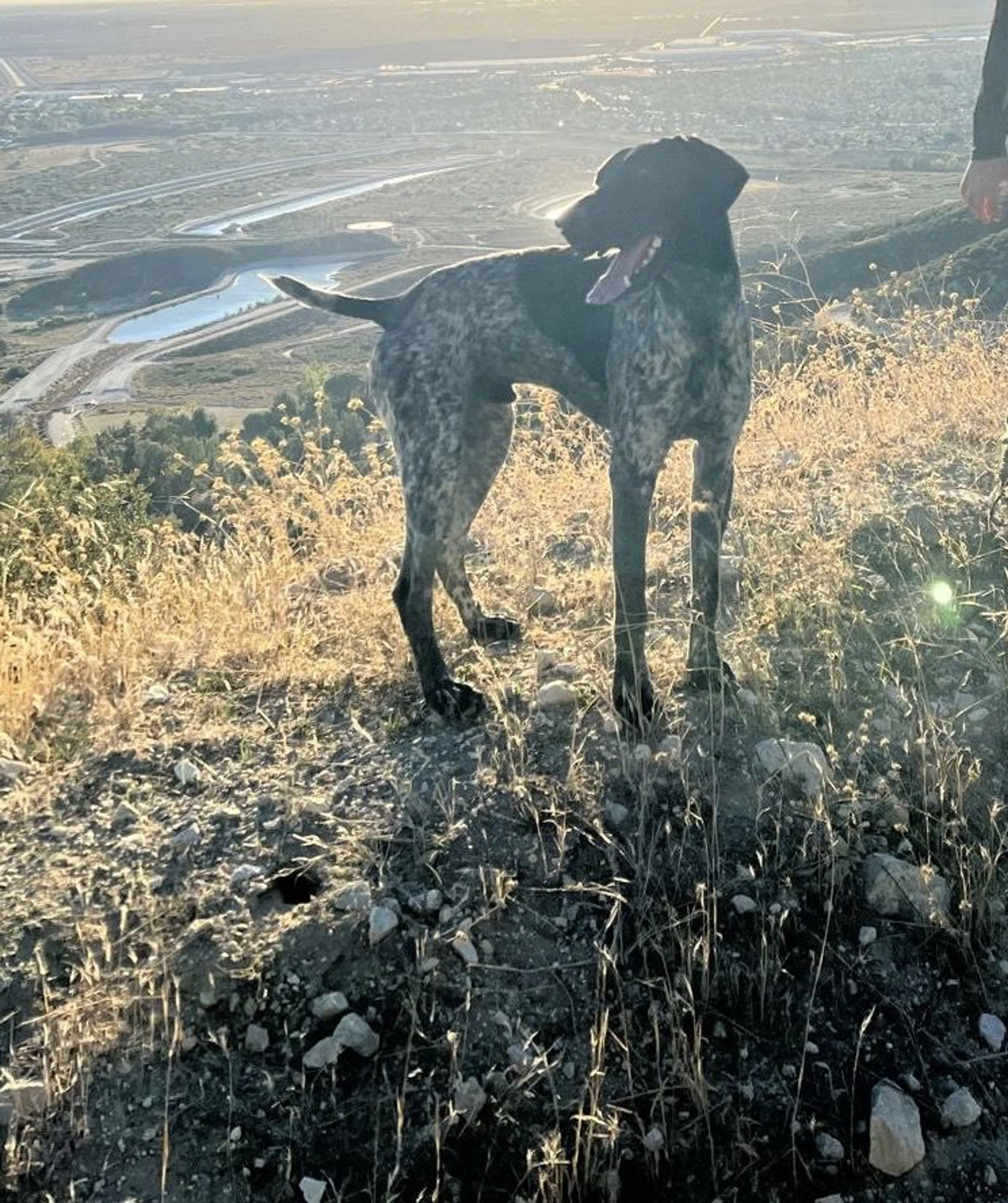 Lost pet