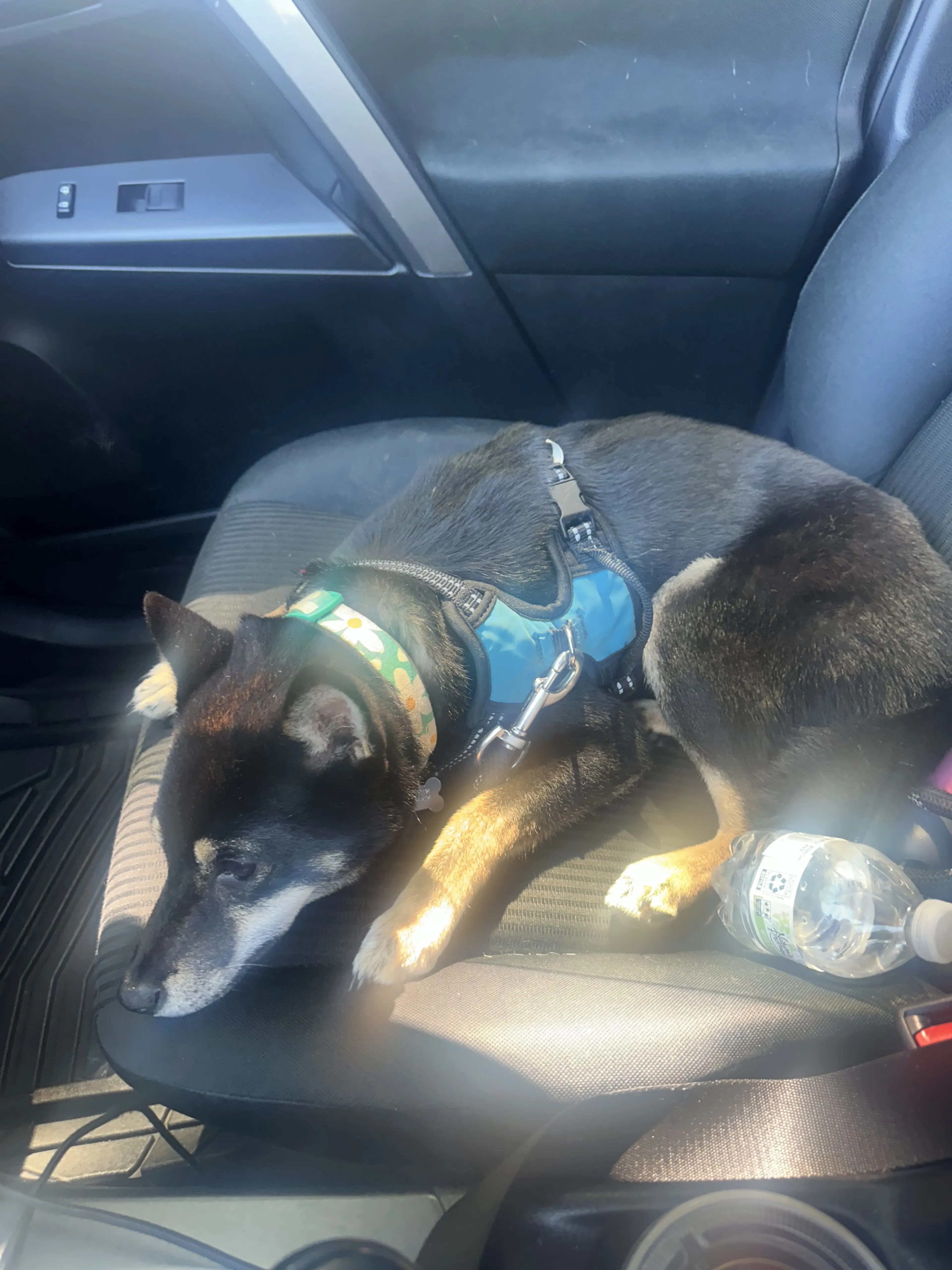 Lost pet-1