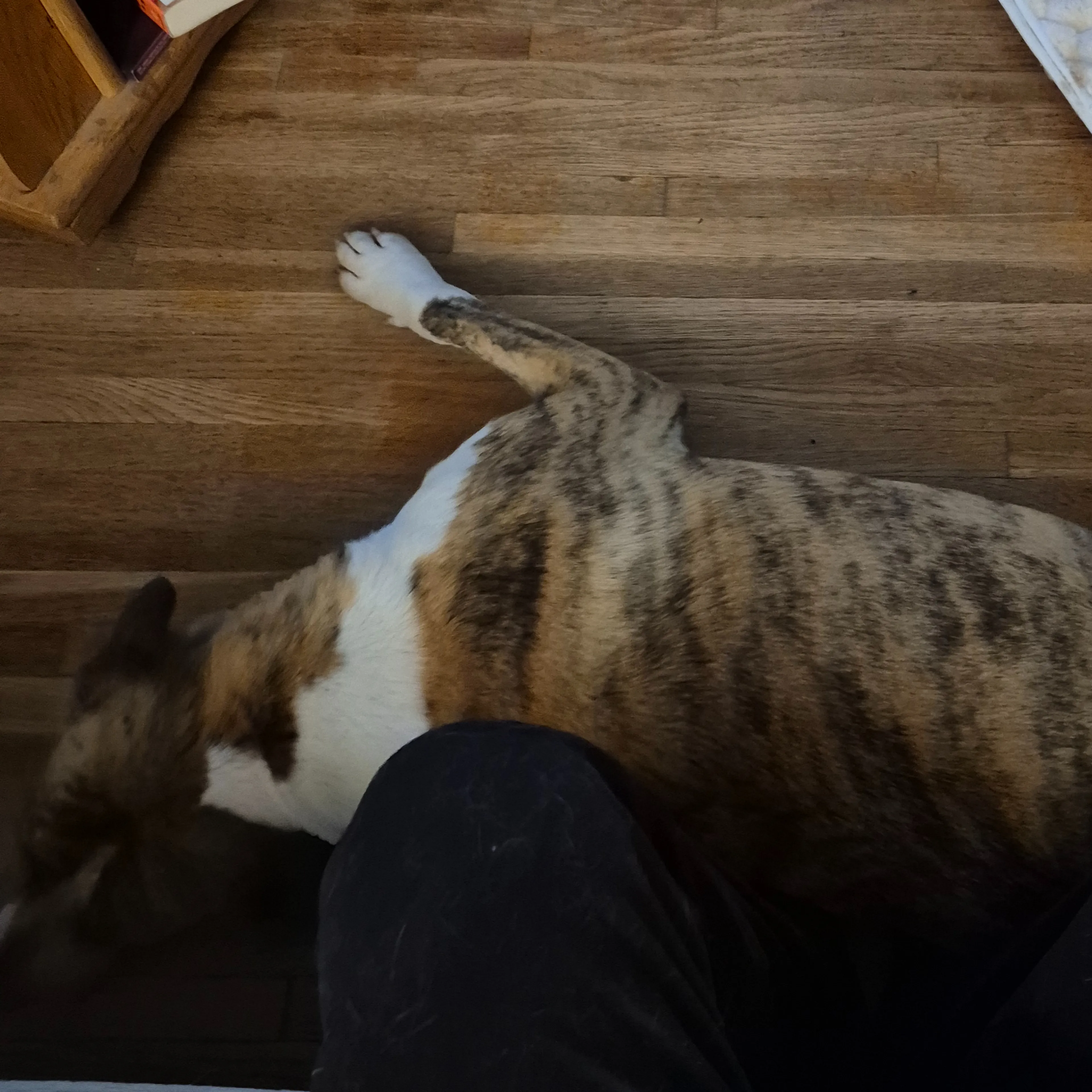 Lost pet-3