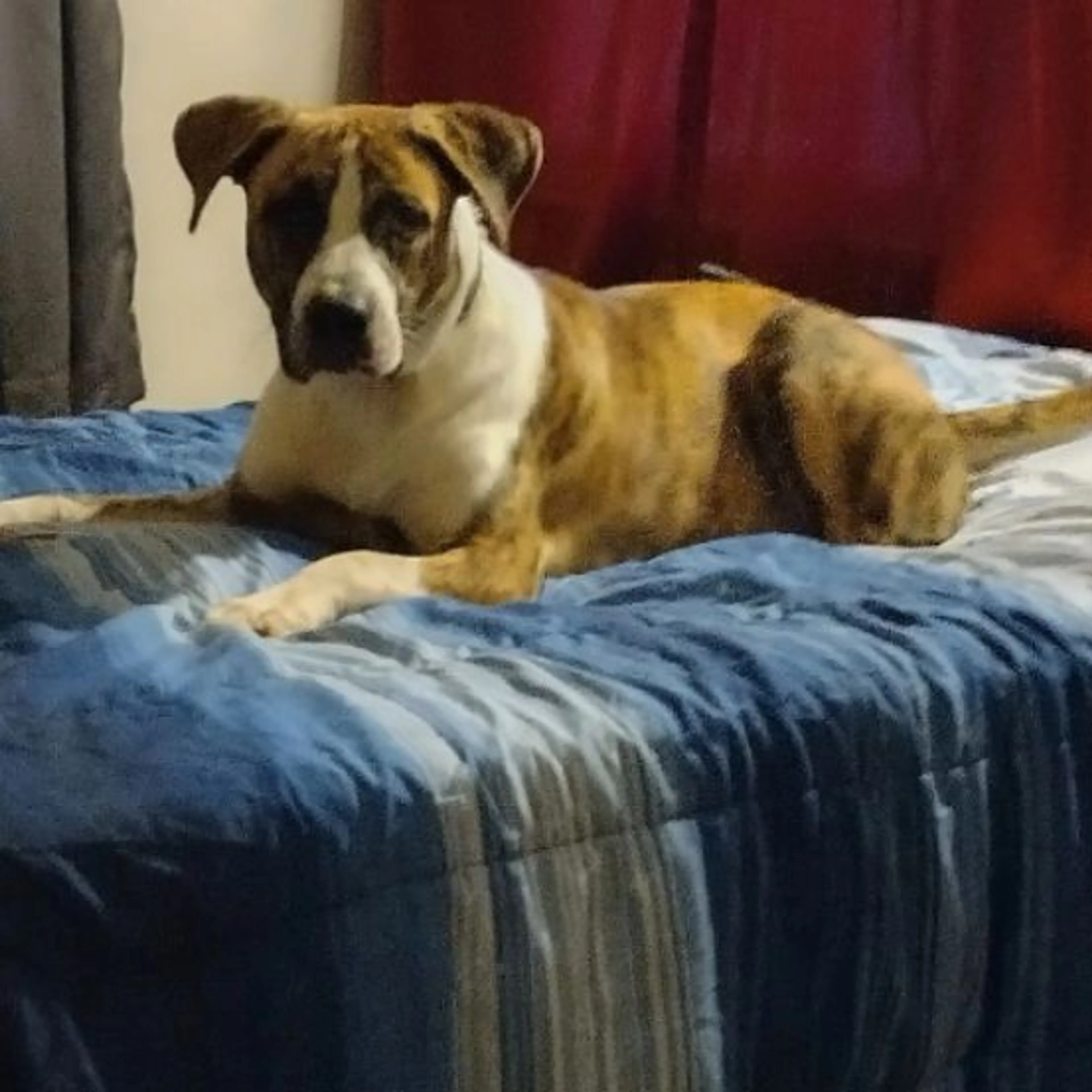 Lost pet-0