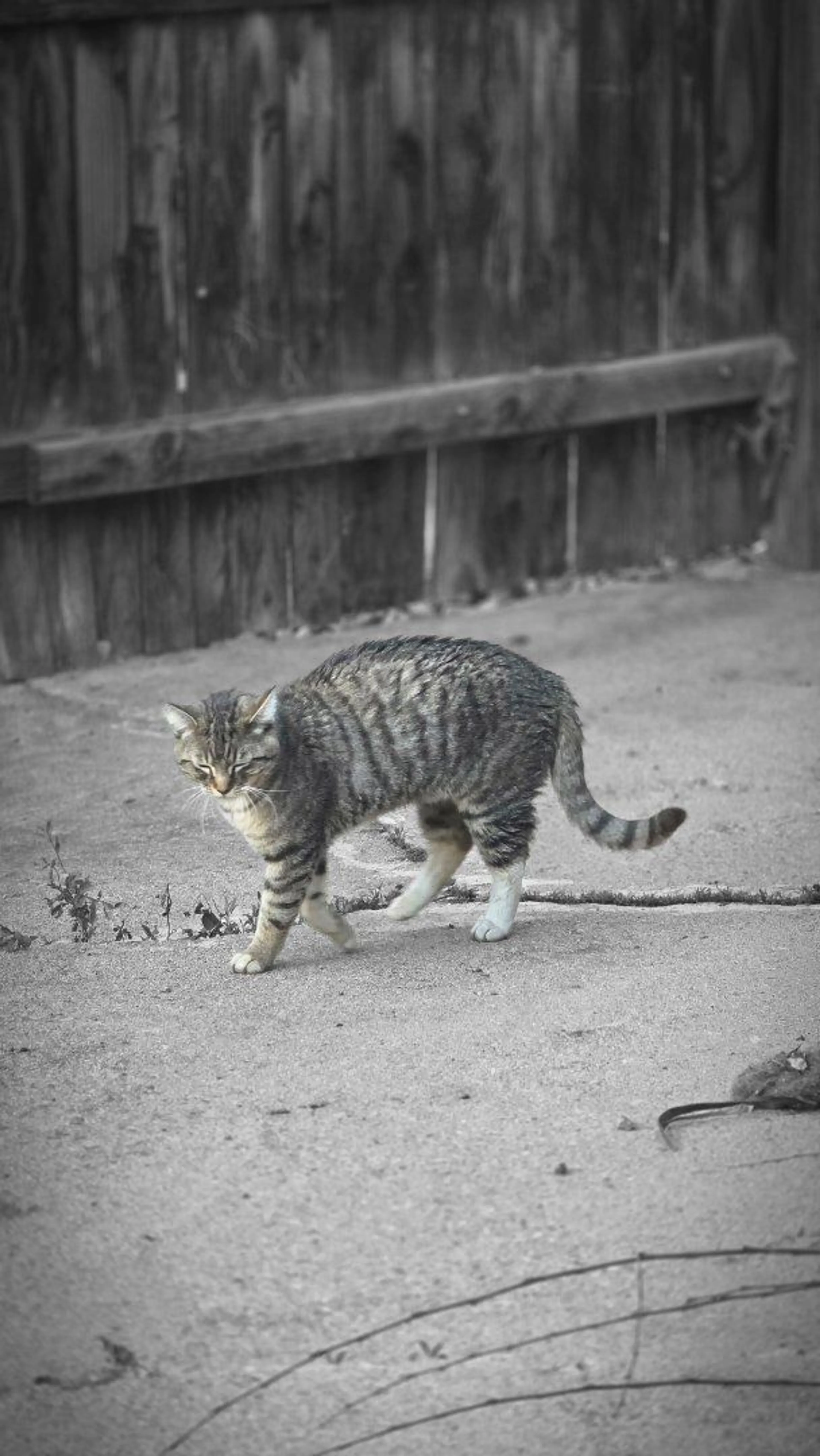 Lost pet-0