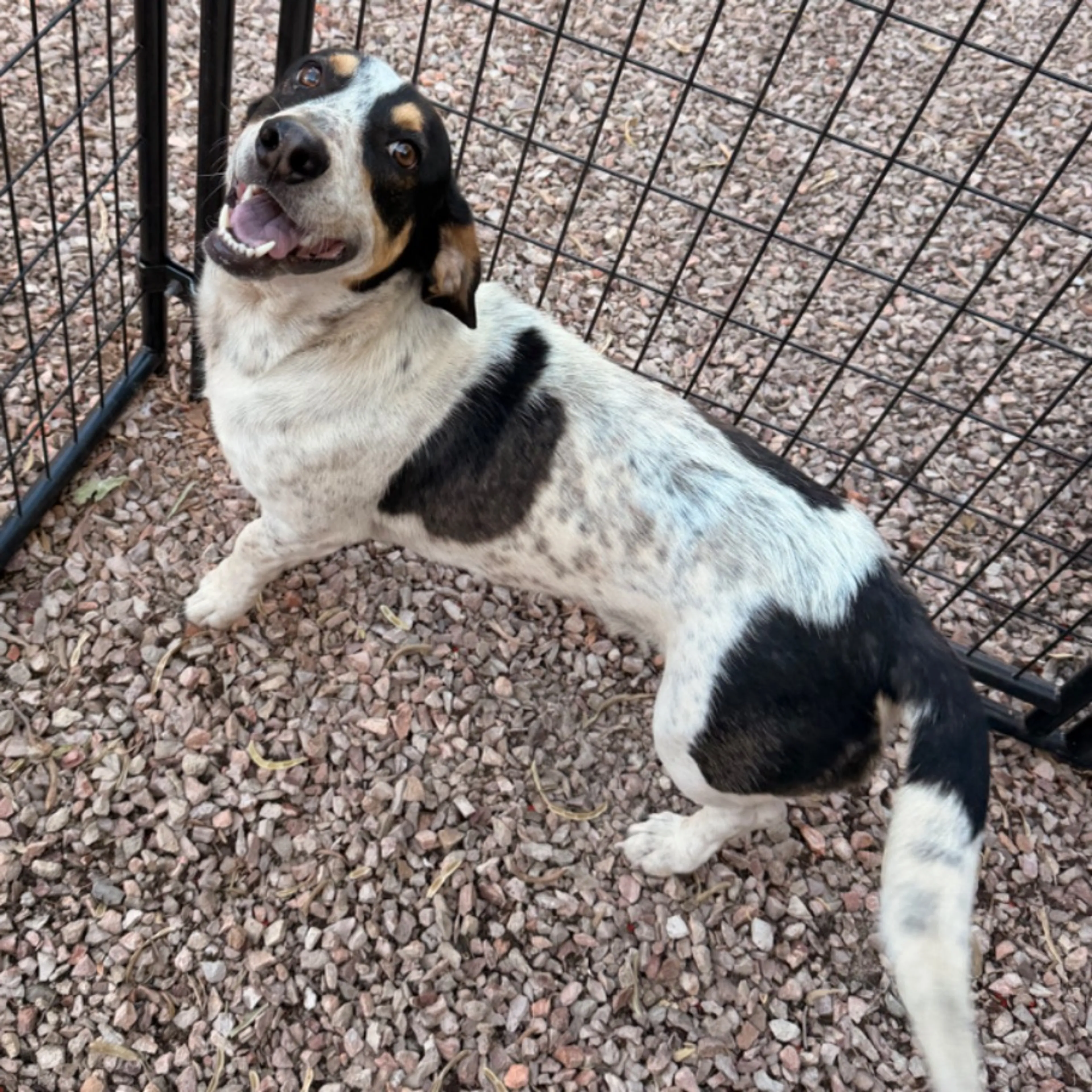 Found pet