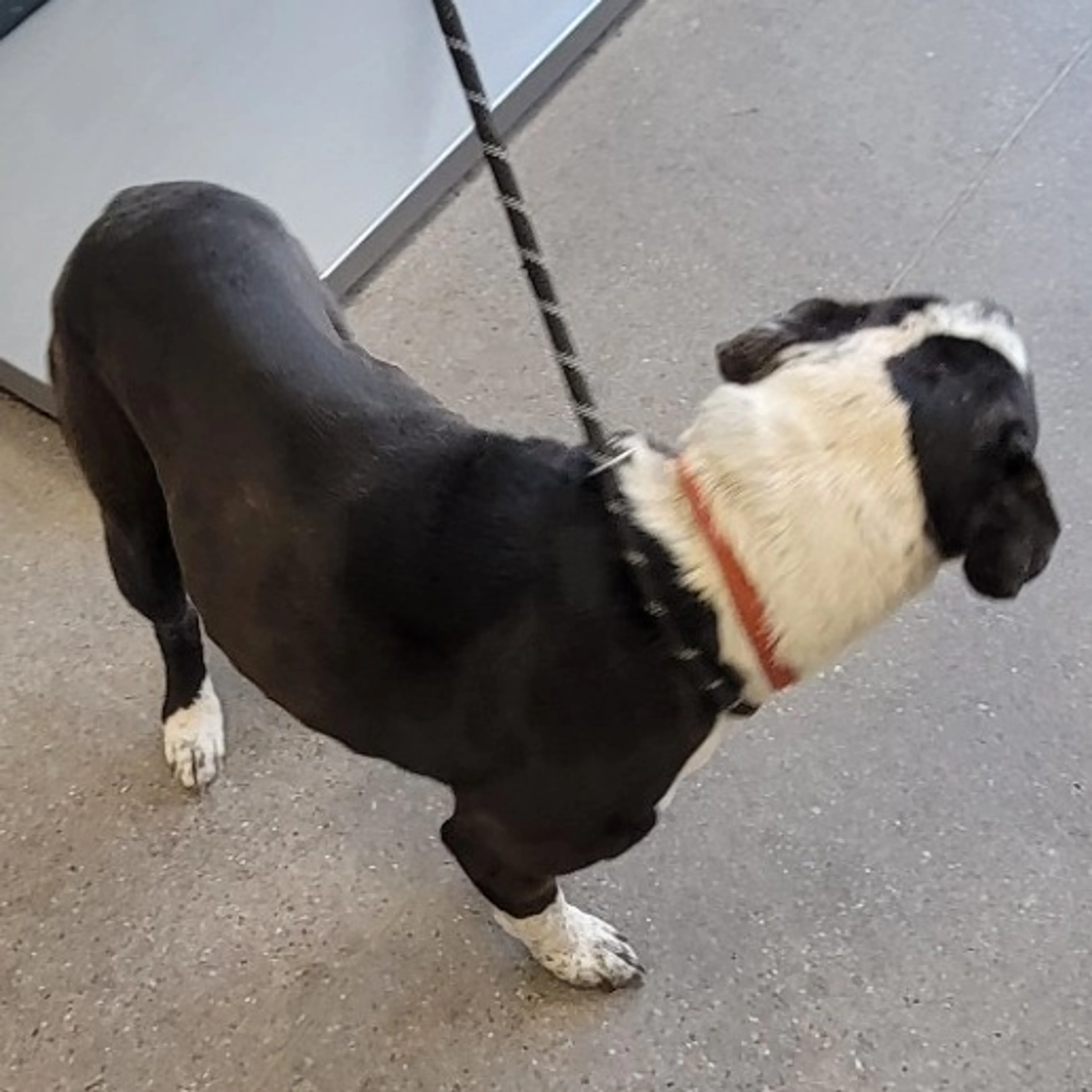 Found pet-2
