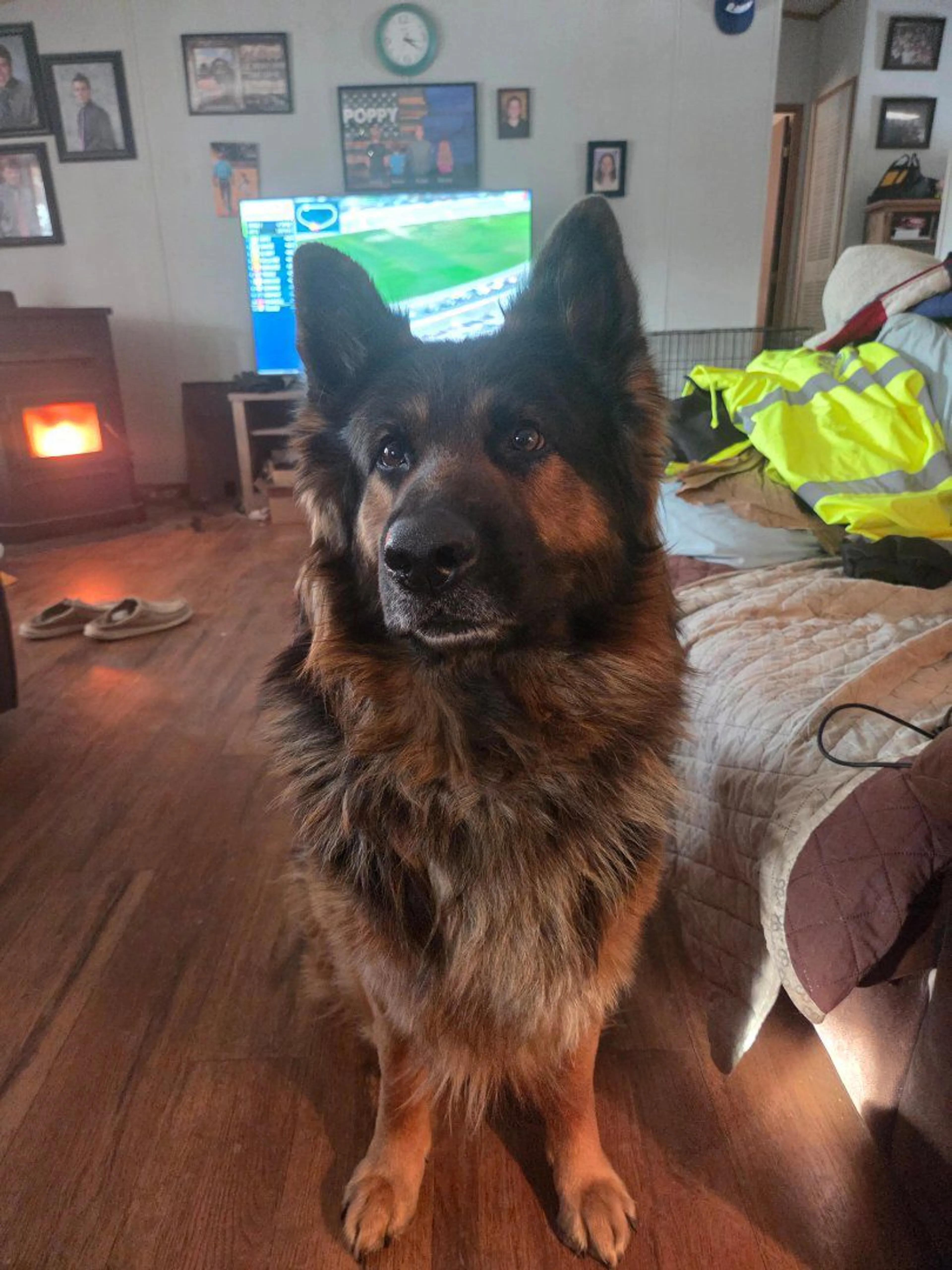 Lost pet-1