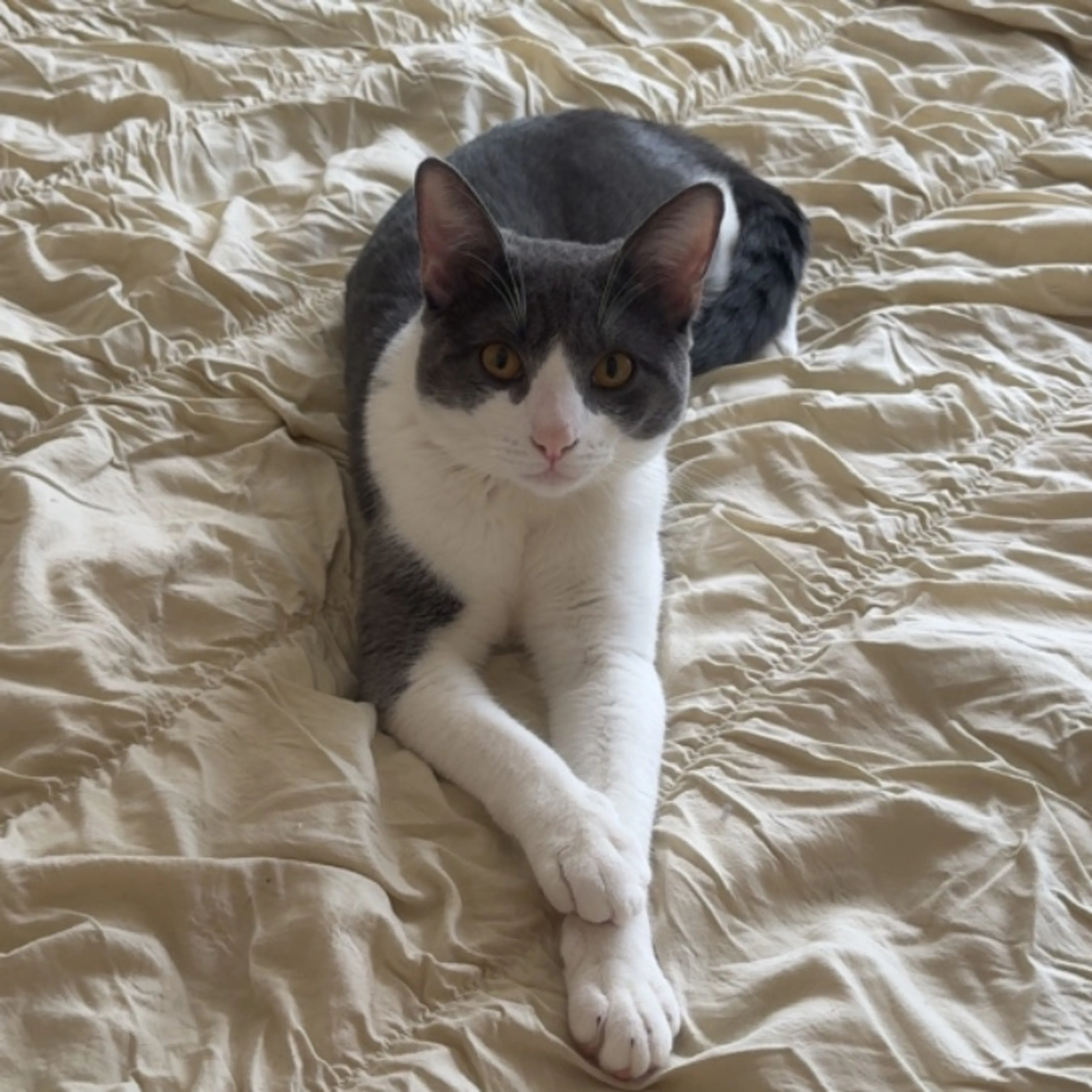 Lost pet