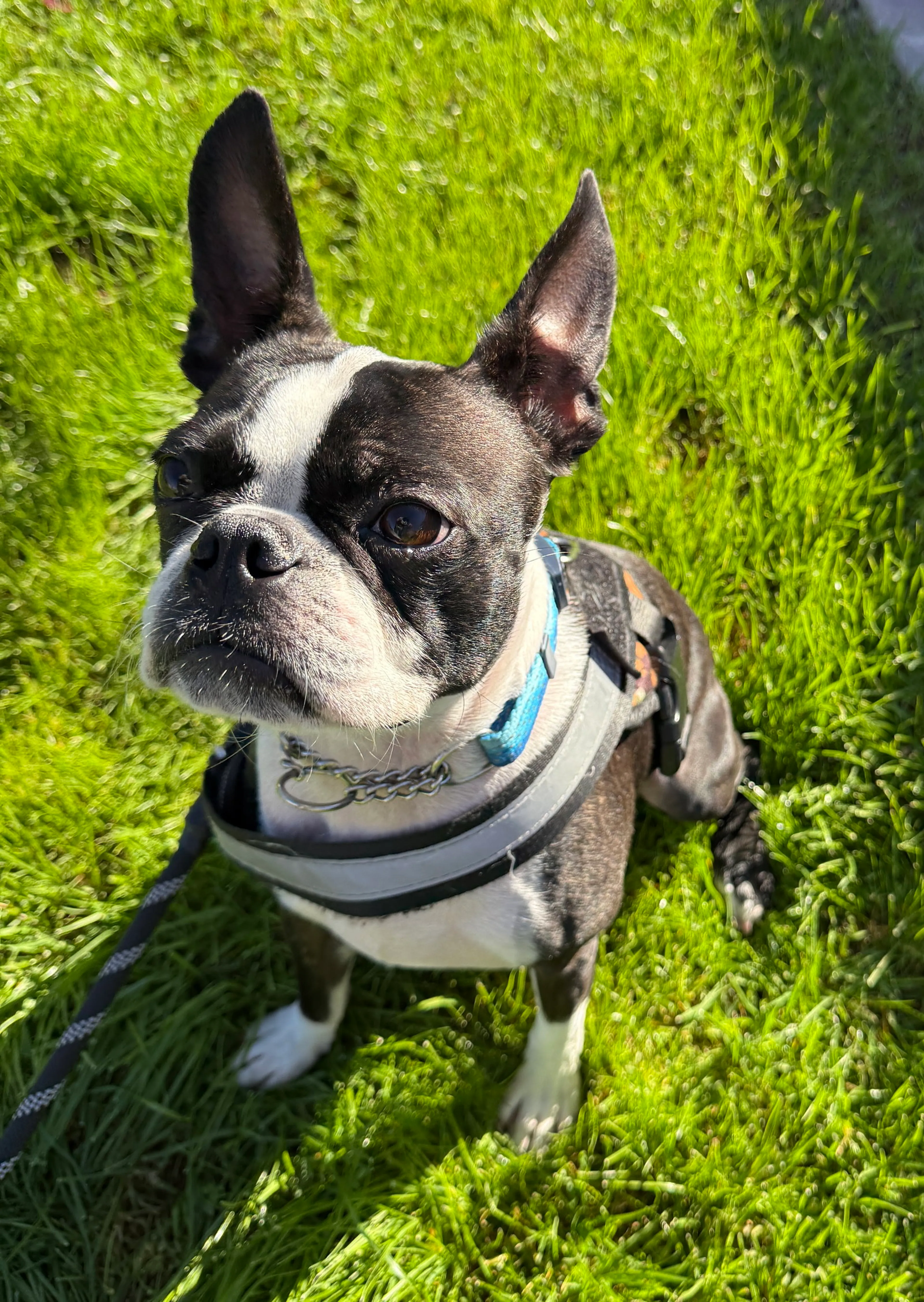 Found pet-2