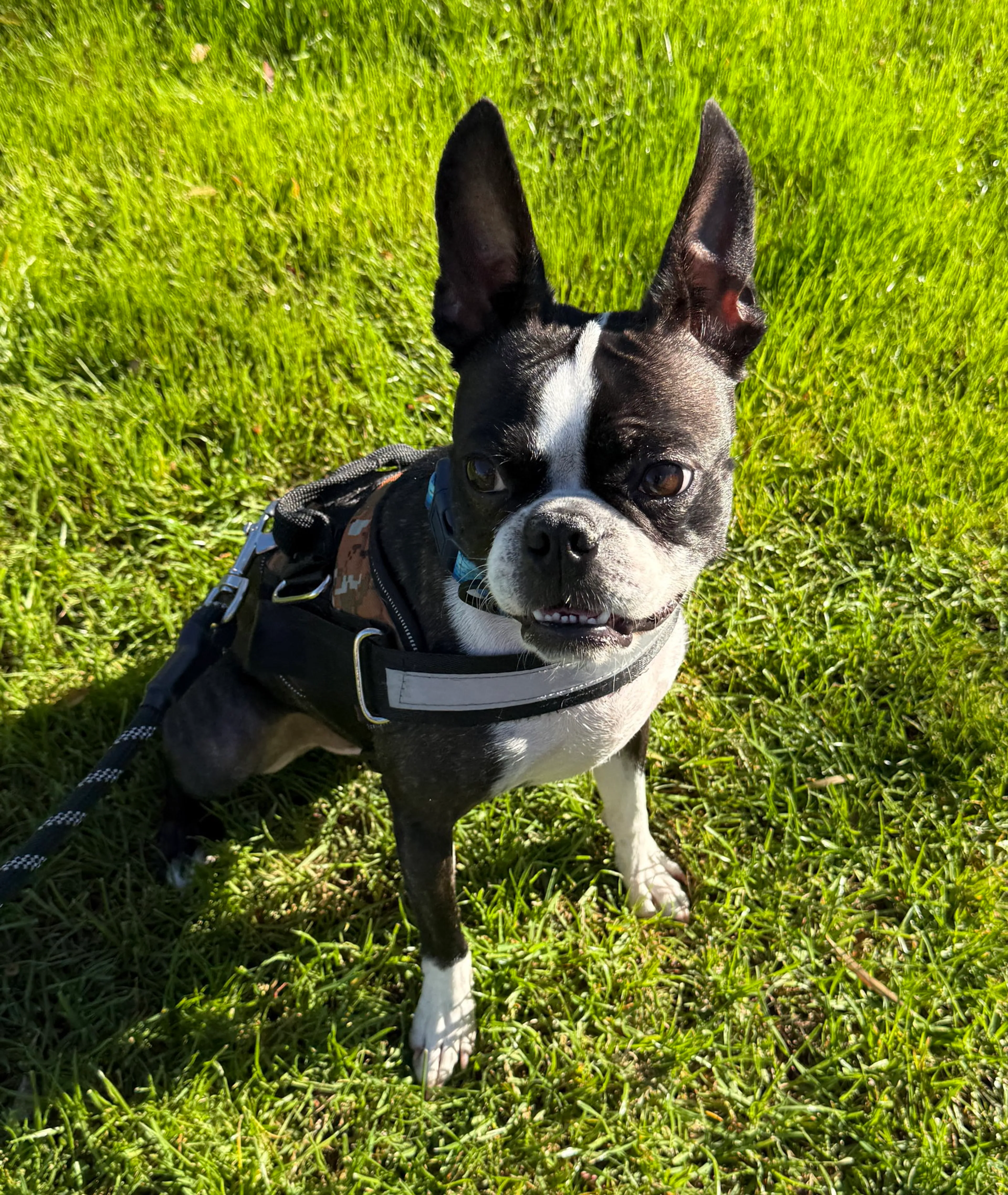 Found pet-1
